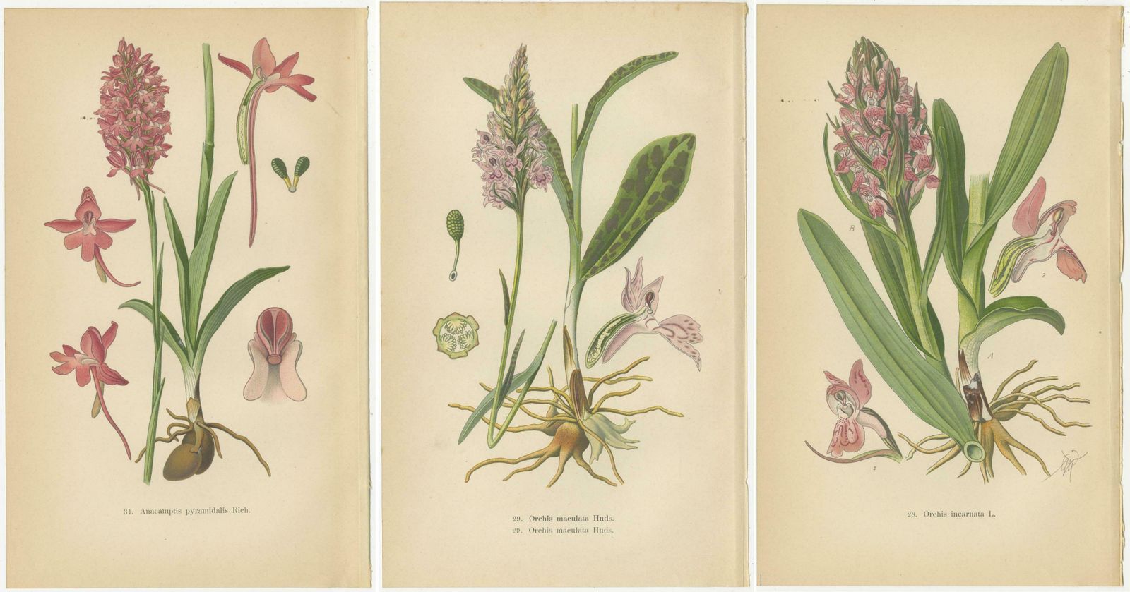 Orchids Of Germany And Adjacent Regions: A Visual Archive, 1904 photo 305.0