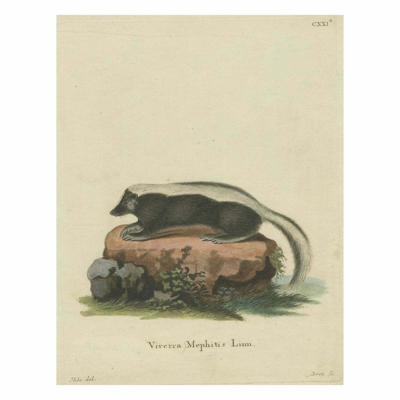 Elegance In Black And White: The Striped Skunk Engraved, Circa 1774