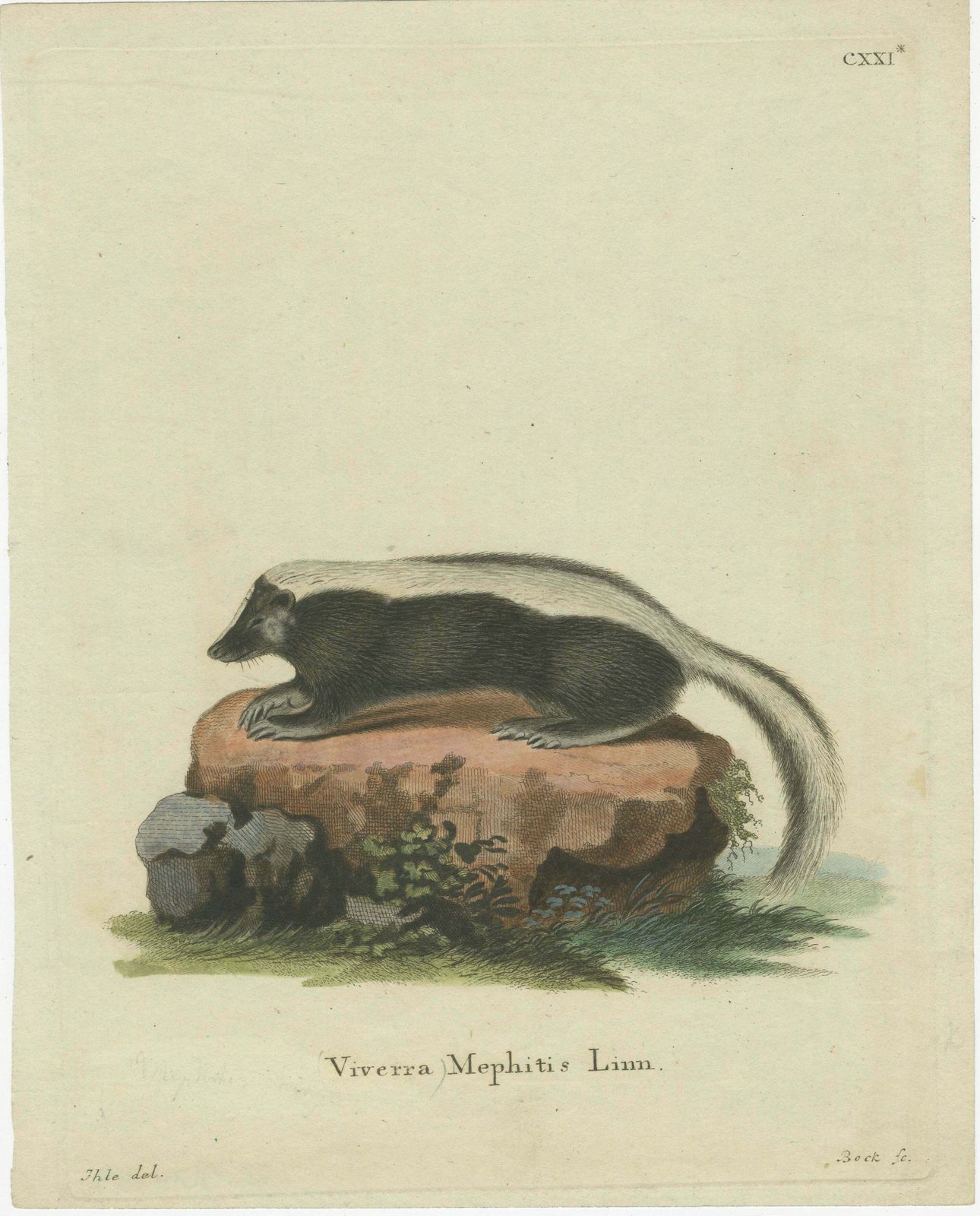 Elegance In Black And White: The Striped Skunk Engraved, Circa 1774 photo furniture