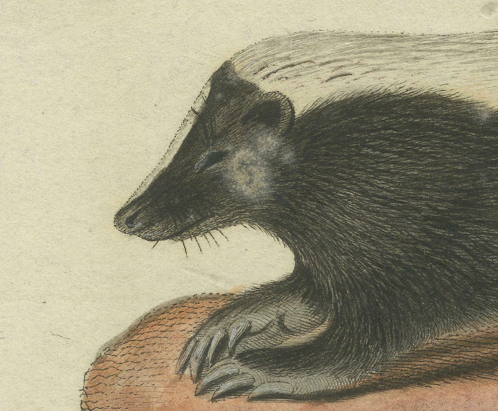 Elegance In Black And White: The Striped Skunk Engraved, Circa 1774 photo Art