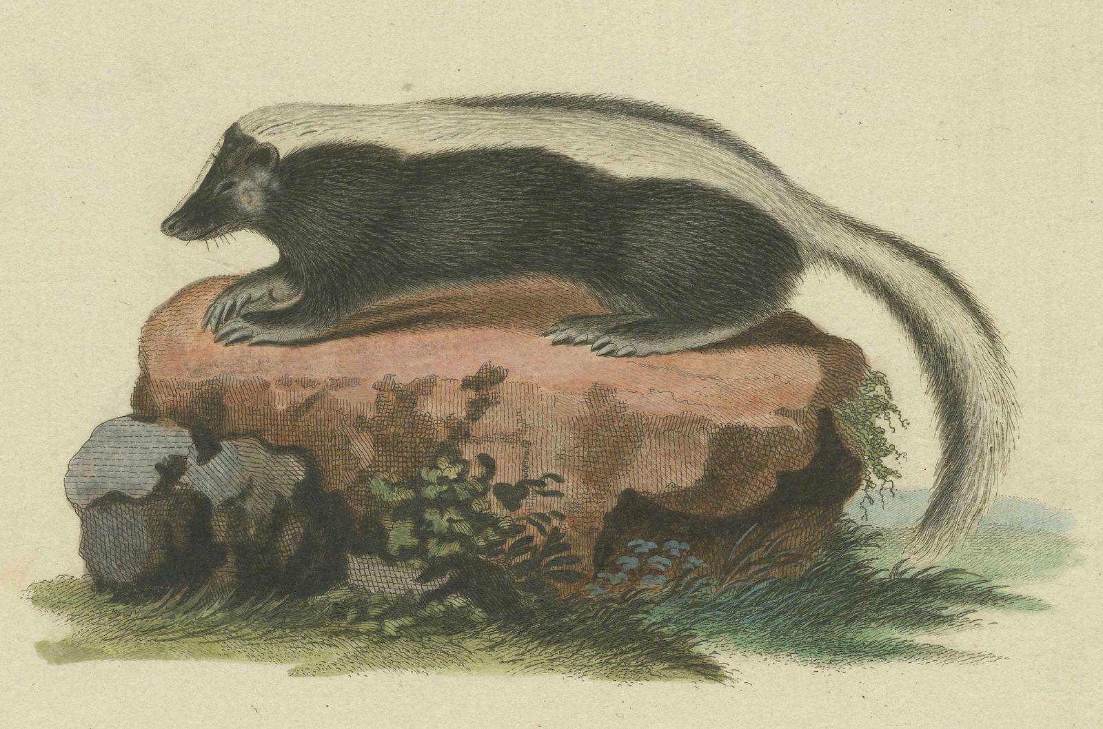 Elegance In Black And White: The Striped Skunk Engraved, Circa 1774 photo 240.0