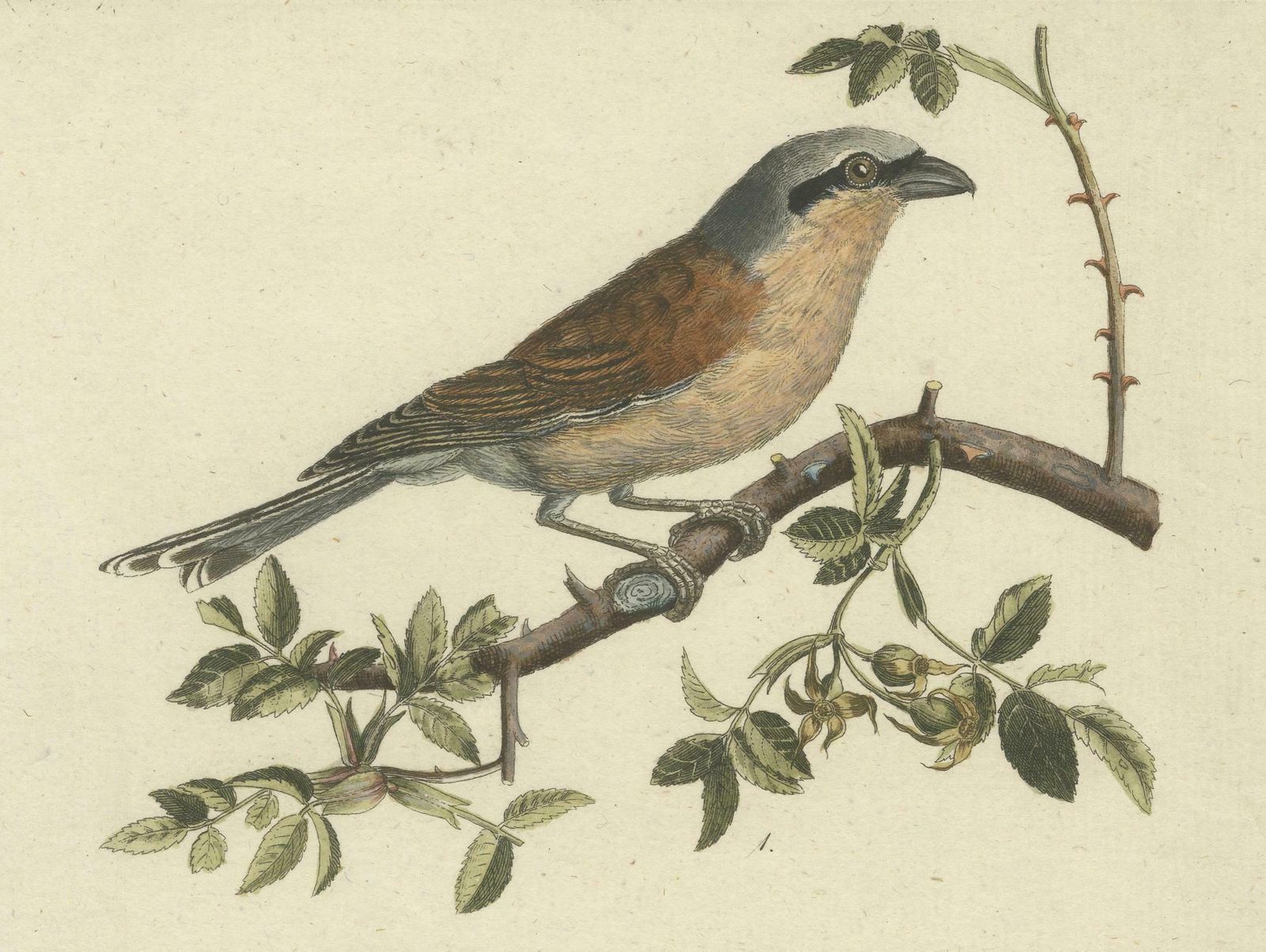 Shrikes In Natural Harmony: A Study Of Avian Elegance By Ambrosius Gabler, 1809 photo 250.0