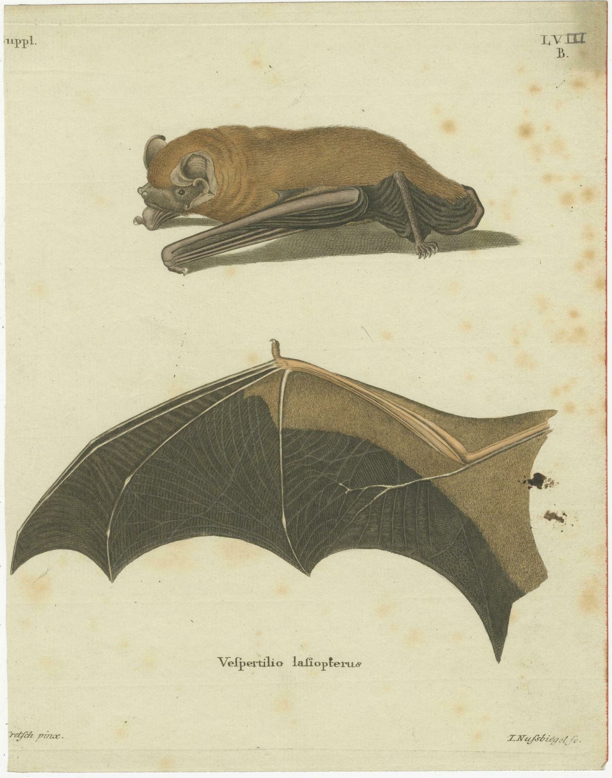 An Engraved Glimpse Into The Nocturnal Ballet Of Bats, Circa 1774 photo furniture