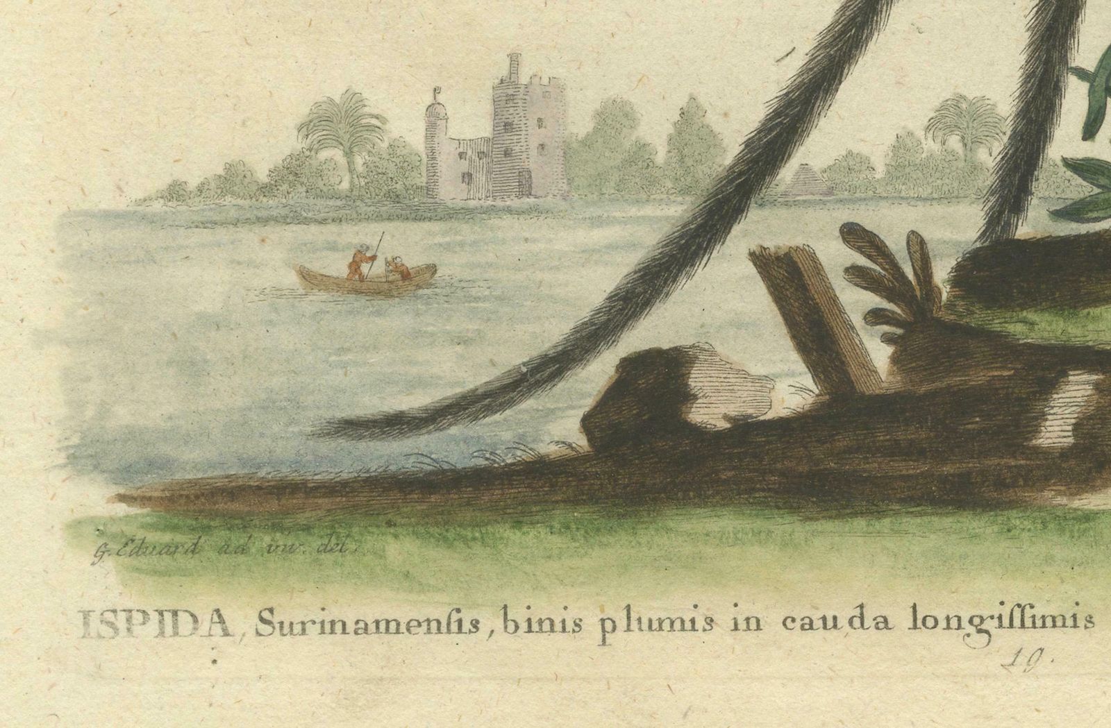 The Surinamese Kingfisher Bird With The Swallow Tail Engraved In 1749 photo furniture
