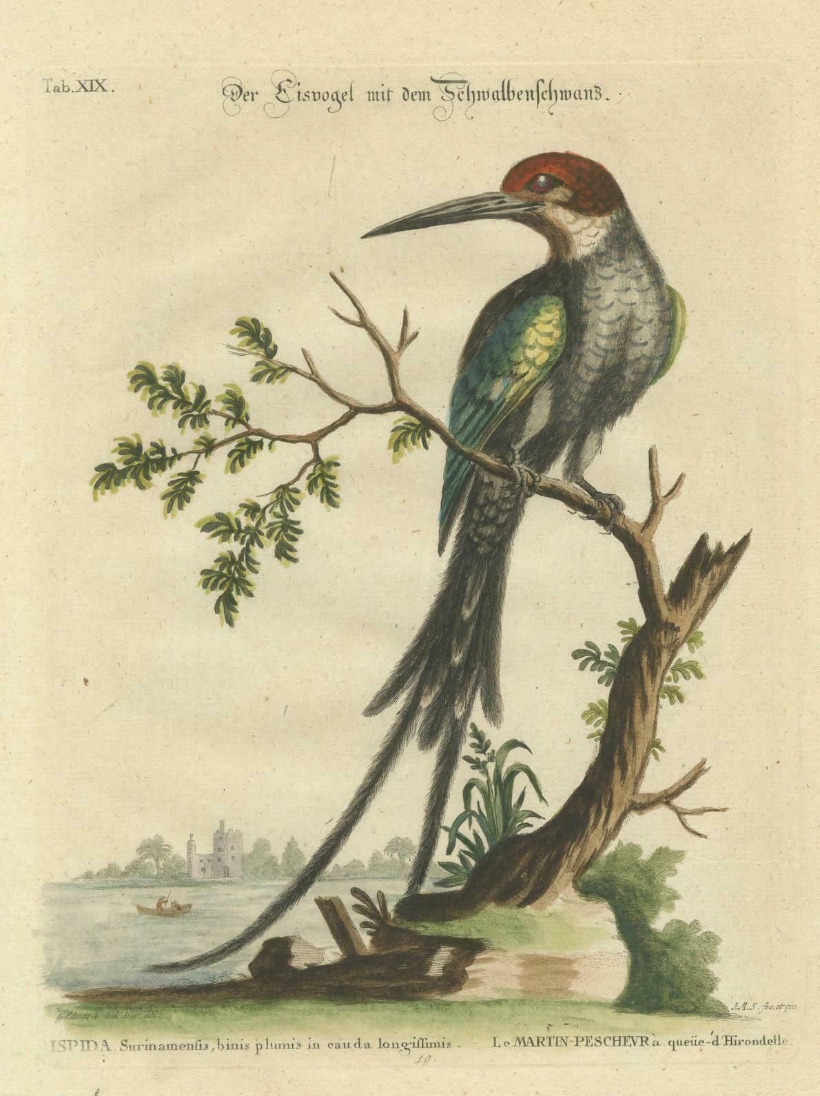 The Surinamese Kingfisher Bird With The Swallow Tail Engraved In 1749 photo vinterior