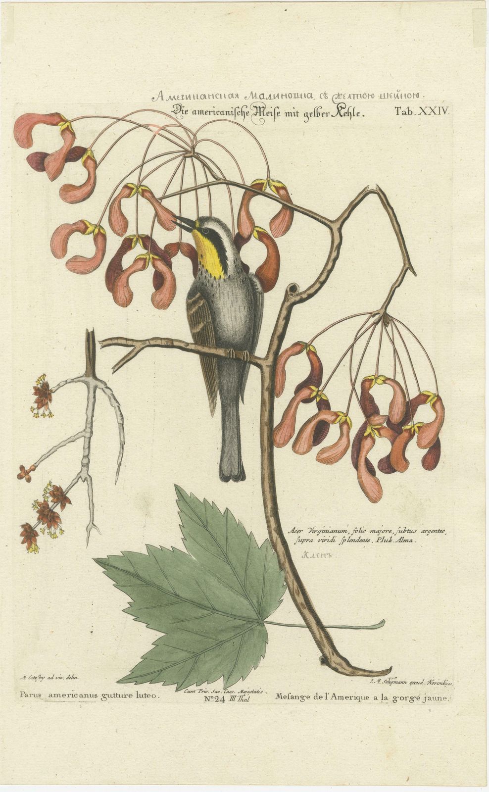 Engraving Of The American Tit Bird With Yellow Throat In Old Handcoloring, 1749