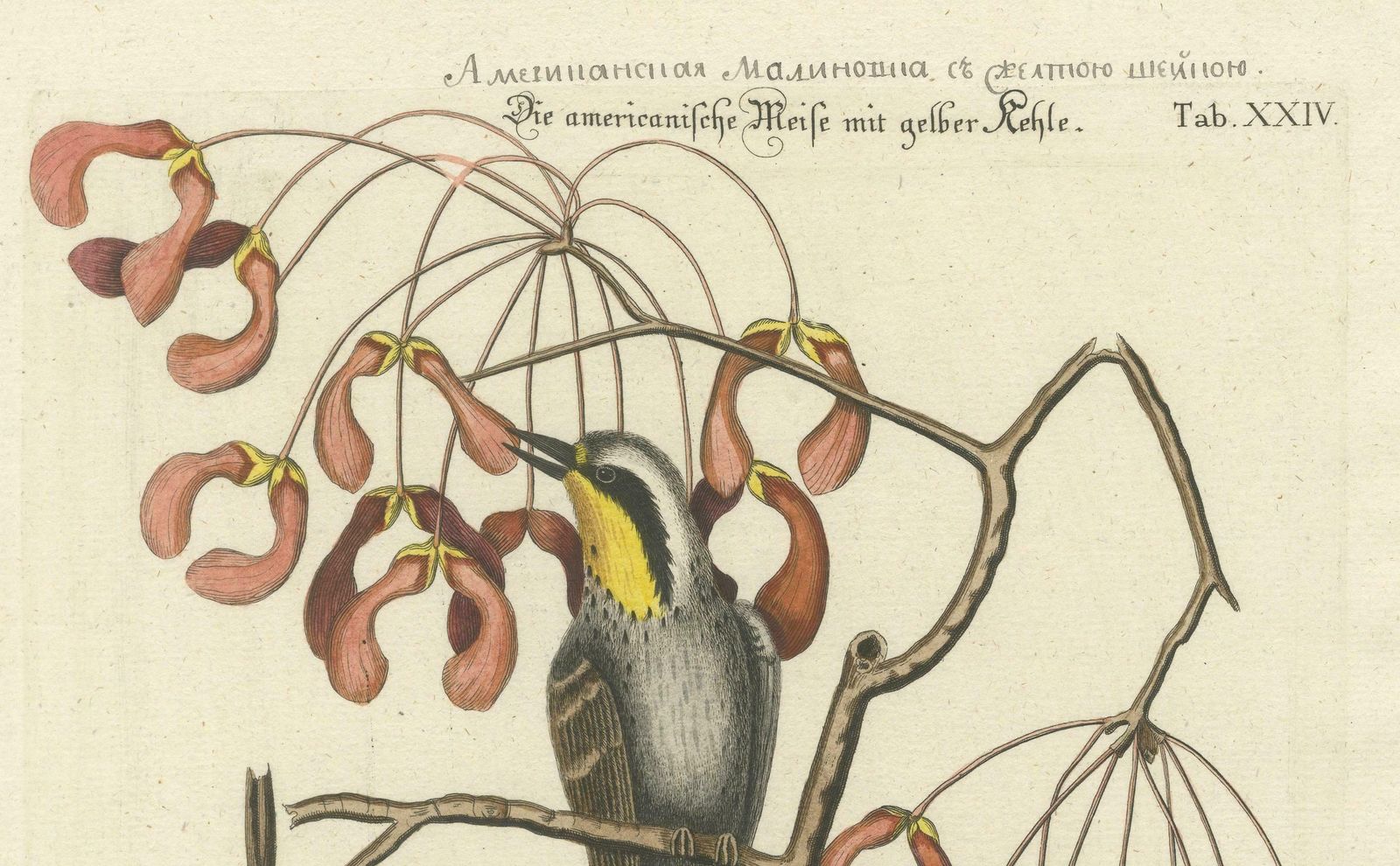 Engraving Of The American Tit Bird With Yellow Throat In Old Handcoloring, 1749 photo 752.0