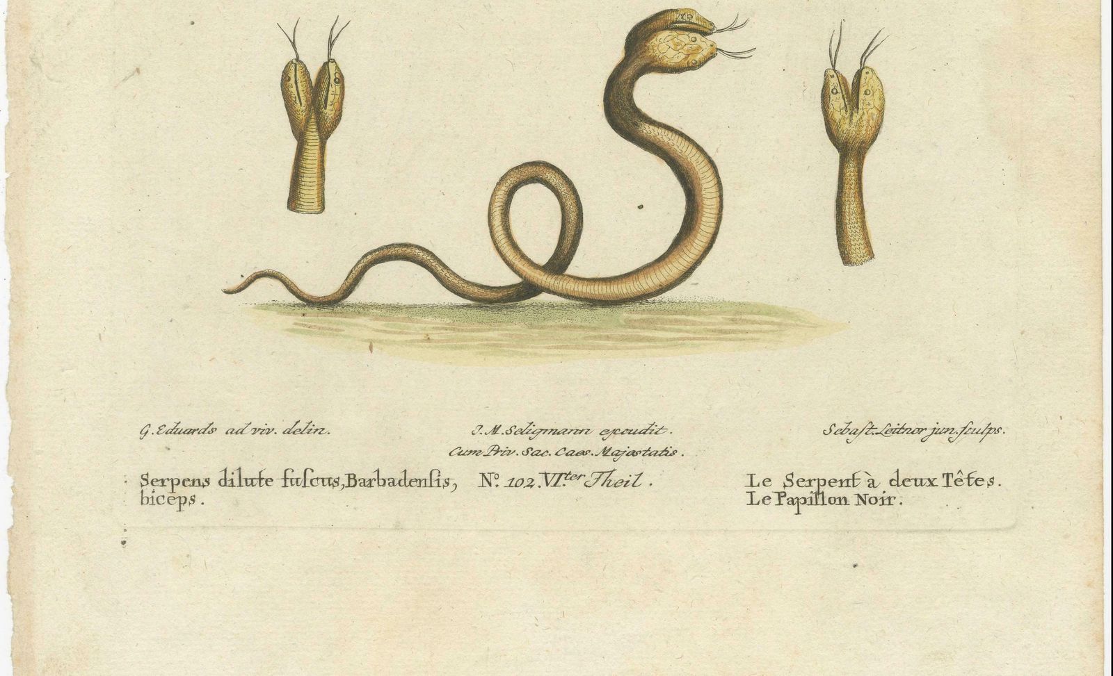 The Two Headed Serpent And The Black Butterfly, 1749 photo for sale