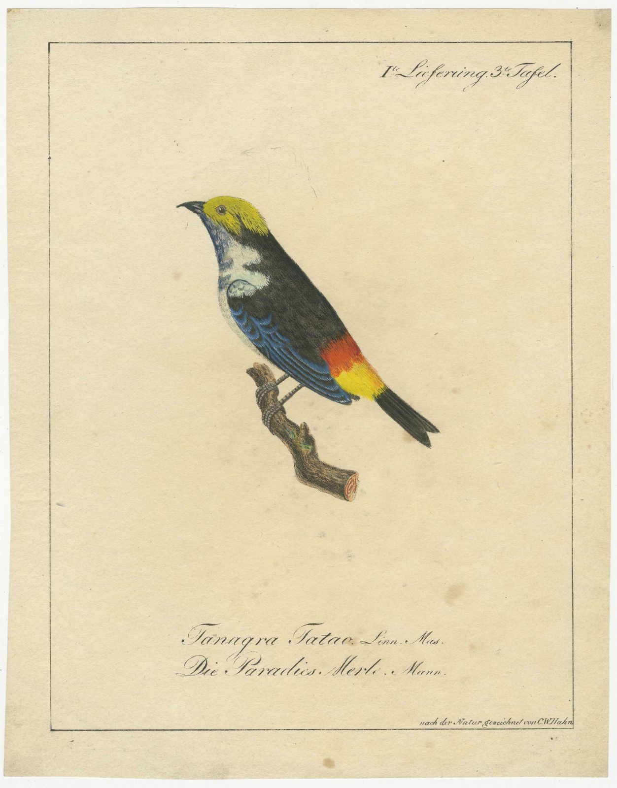 Melodic Hues: The Blue Grey Tanager Of The Tropics, Circa 1820 photo furniture