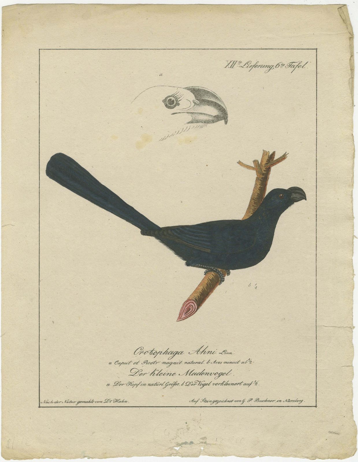 Spangled Soarer: The Cotinga Of The Canopy, Circa 1820 photo furniture