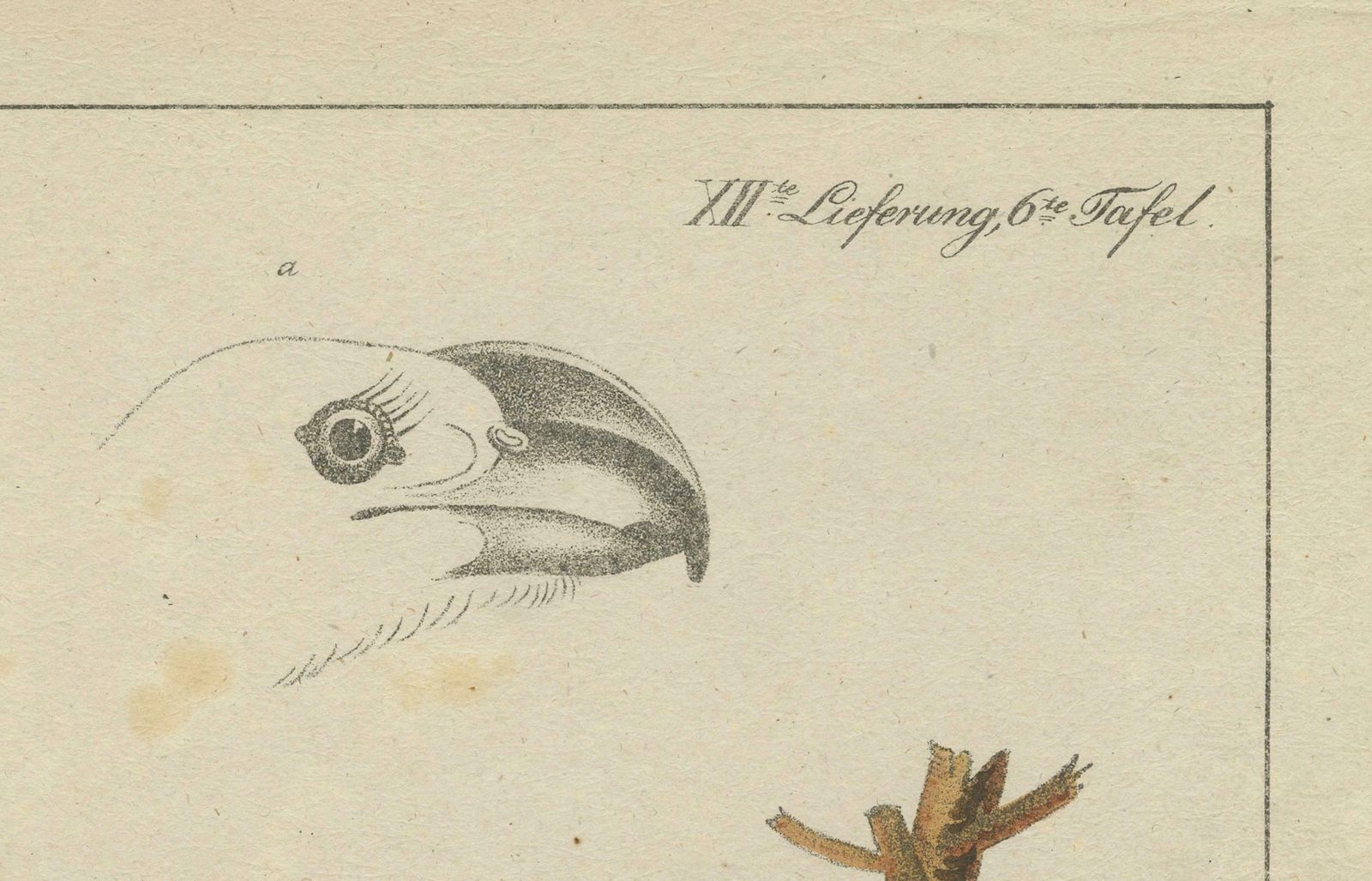 Spangled Soarer: The Cotinga Of The Canopy, Circa 1820 photo Art