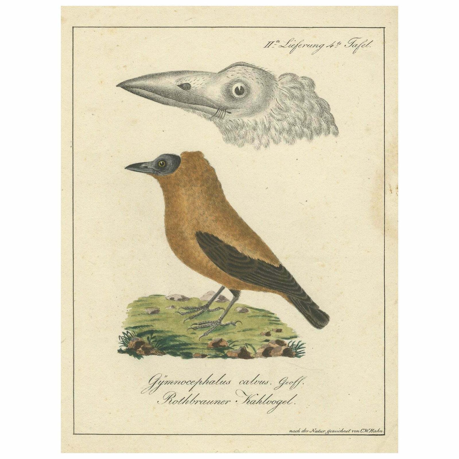 Elegant Misnomer: The Rusty Brown Bird Of Hahn's Legacy, Circa 1820