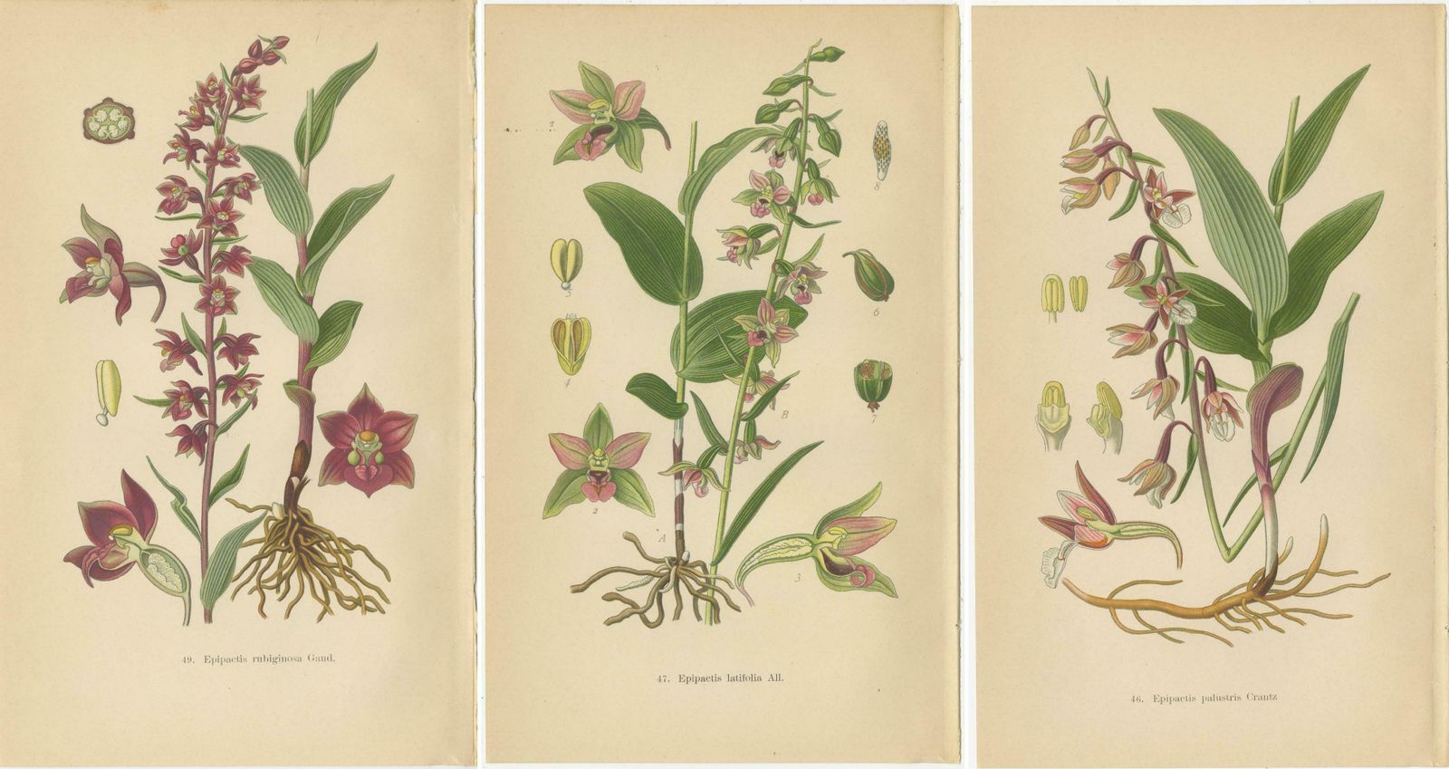 Epipactis Enchantment: A Trio Of Botanical Illustrations From 1904 photo 250.0