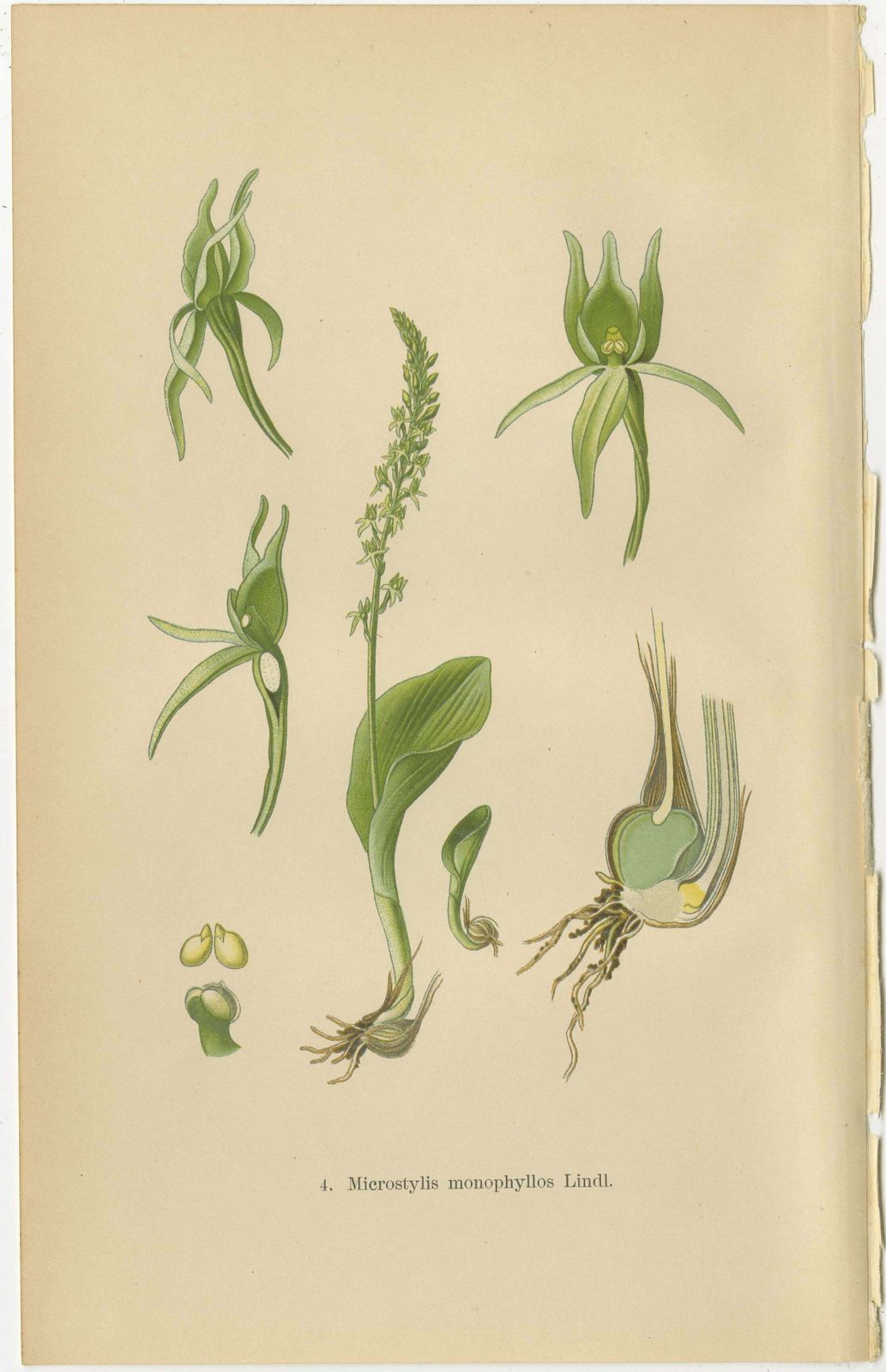 Alpine To Woodland: The Orchid Spectrum Of 1904 In Antique Prints photo furniture