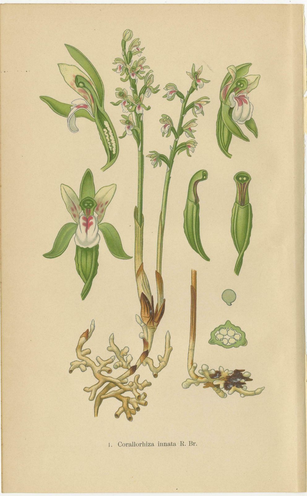 Alpine To Woodland: The Orchid Spectrum Of 1904 In Antique Prints photo 382.0