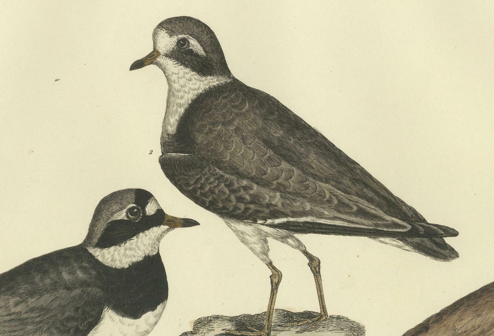 Large Engravings Of Plovers In Contrast   Age And Species, 1826 photo vinterior