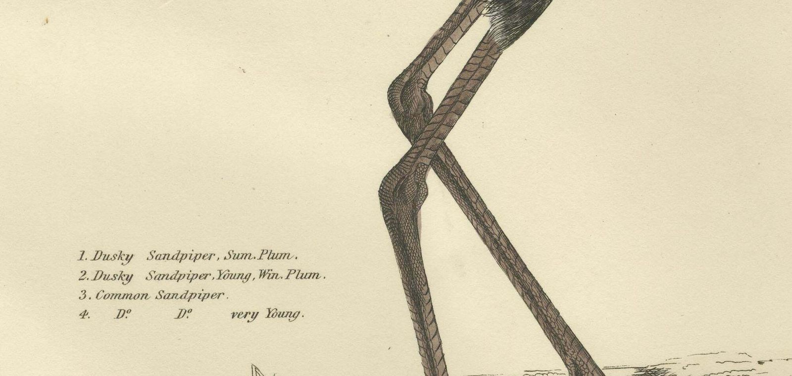 "Plate XV: The Sandpipers   A Study In Seasonal And Developmental Plumage, 1826 photo Art