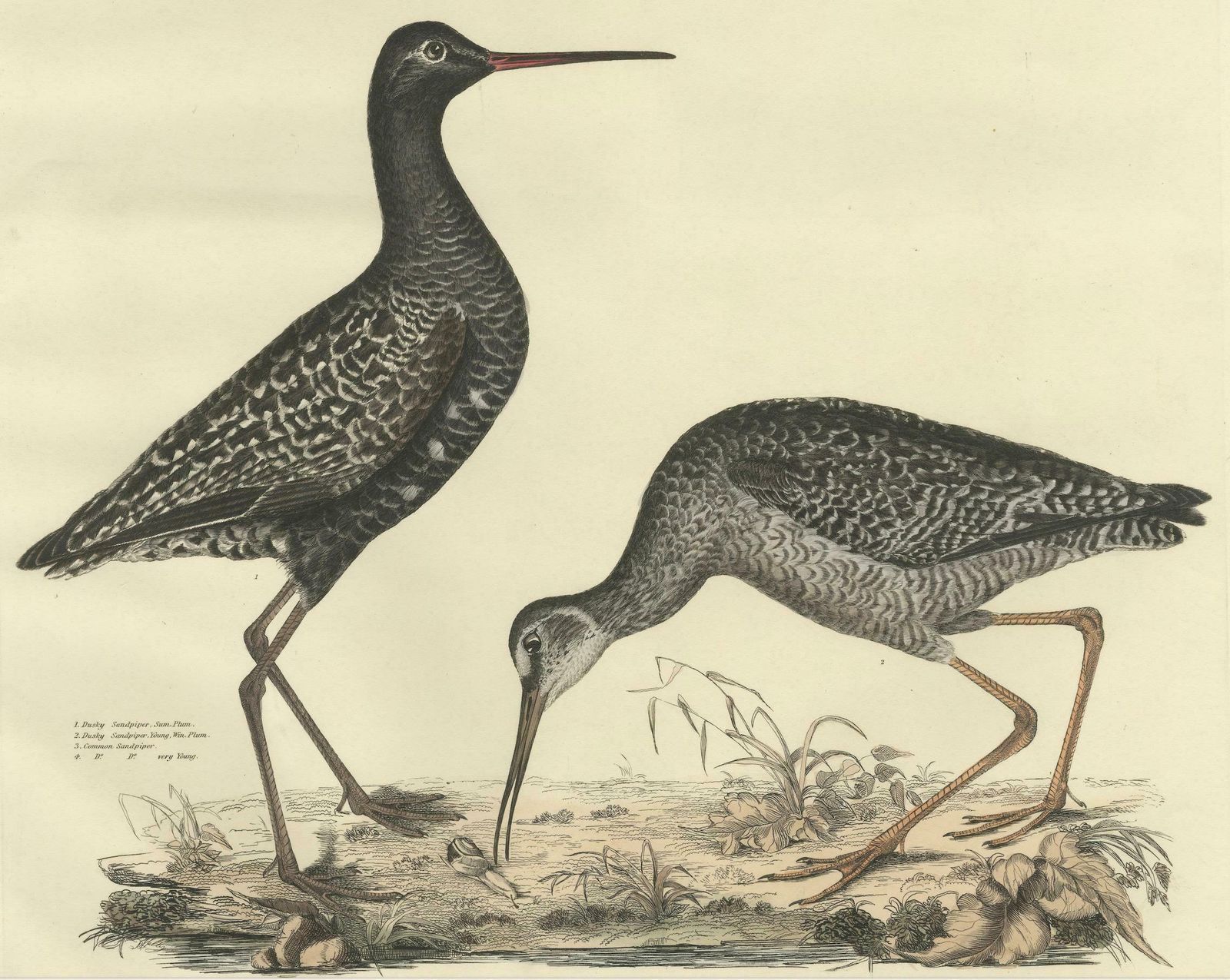 "Plate XV: The Sandpipers   A Study In Seasonal And Developmental Plumage, 1826 photo 1308.0