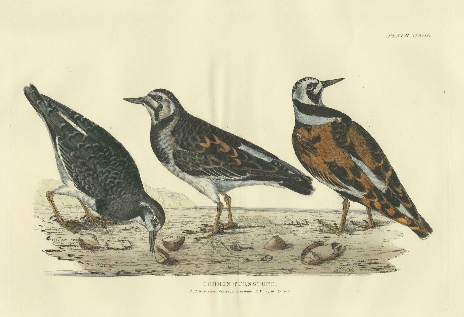Depiction Of The Common Turnstone: Seasonal And Sexual Plumage Variations, 1826 photo vinterior