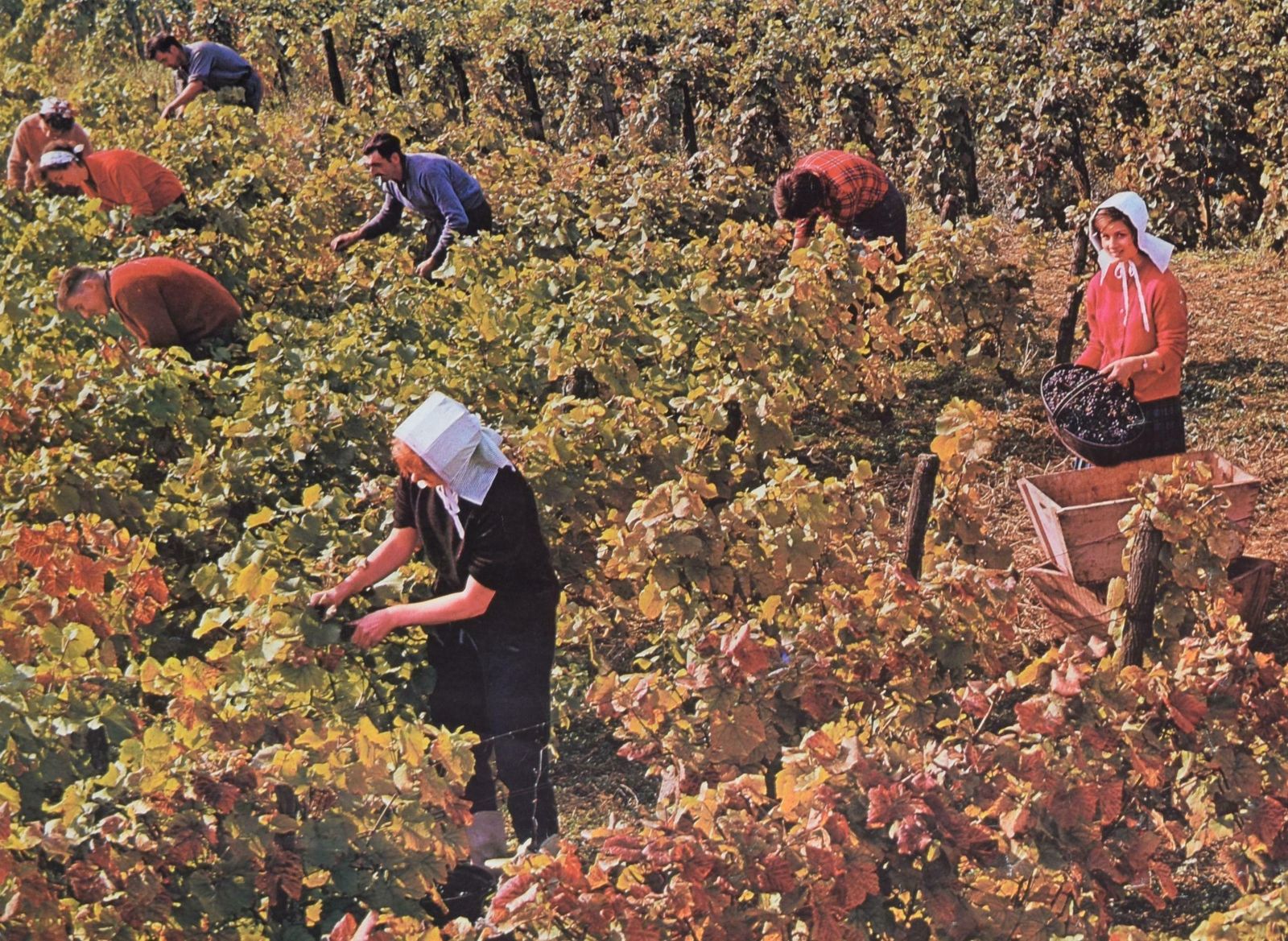 France Wines Of Burgundy Château Du Clos De Vouge Original Vintage Poster photo Art