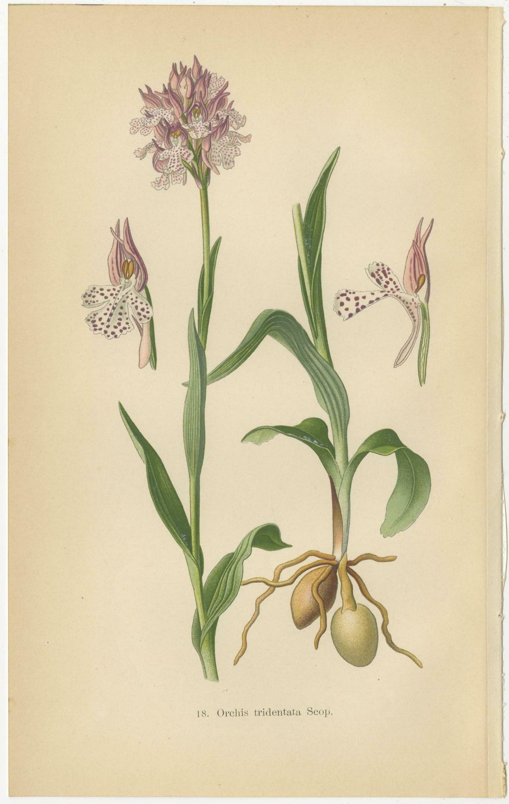 Historical Flora: Orchids Of 1904 In Art And Science photo for sale