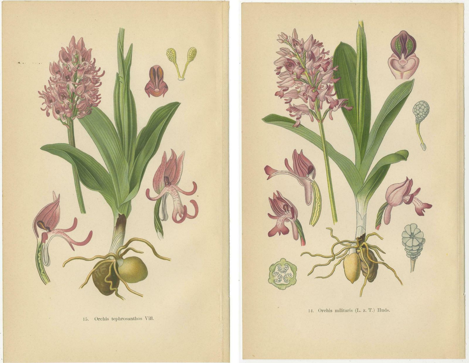 Orchid Portraits Of 1904 In Pink And Lilac Colors: Müller's Botanical Legacy photo Art