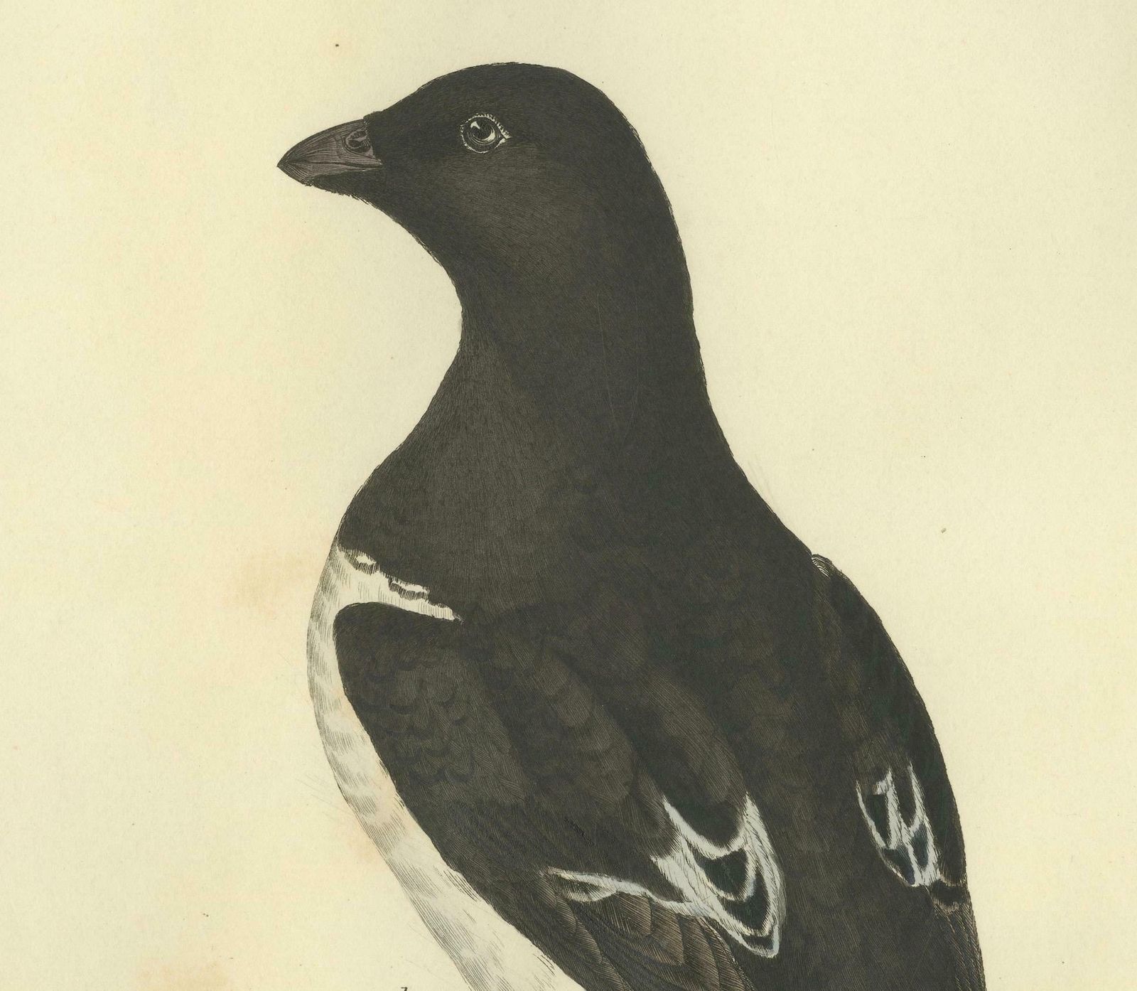 The Little Auk   A Life Seize Study Engraved In Seasonal Plumage By Selby, 1826 photo 1308.0