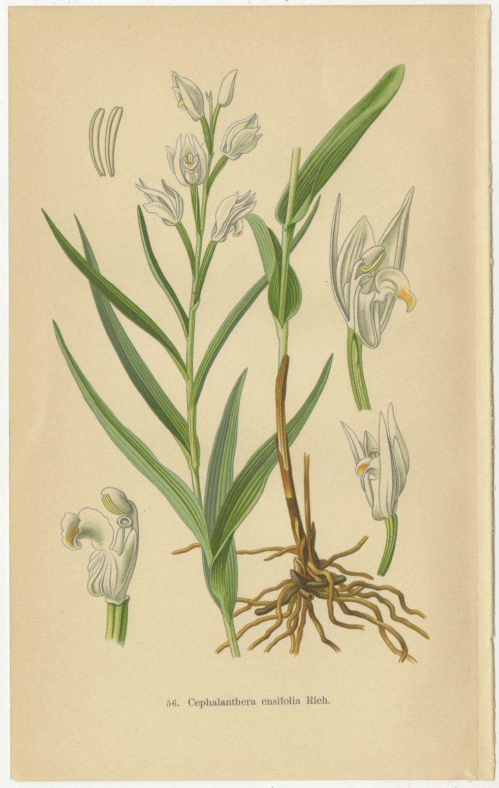 Orchid Elegance: Masterpieces Of Botanical Illustration From 1904 photo for sale