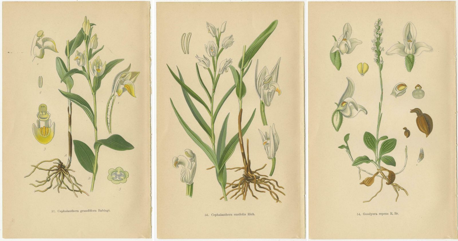 Orchid Elegance: Masterpieces Of Botanical Illustration From 1904 photo 250.0