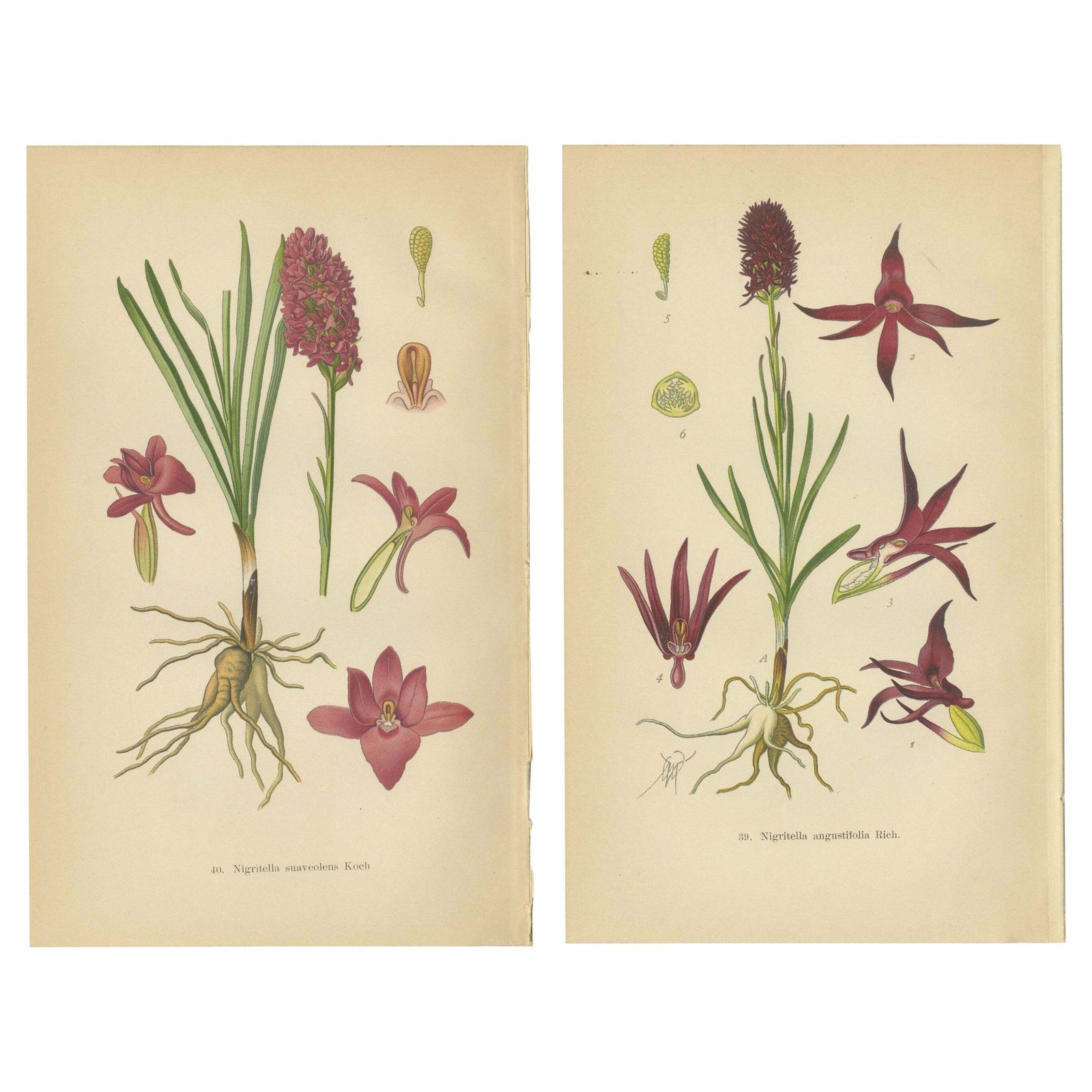 Nigritella Nuances: Botanical Portraits Of Alpine Orchids From 1904