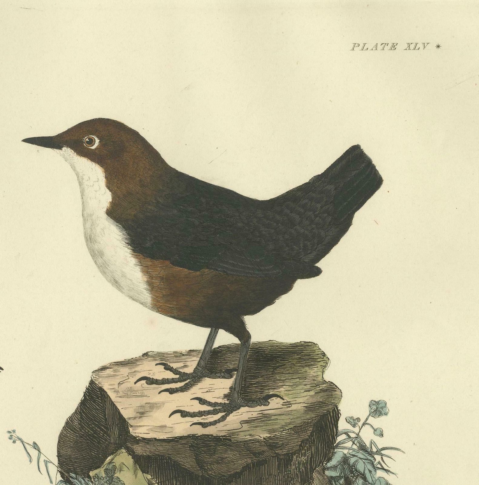 Aquatic Songbirds Named Dippers Engraved By Selby And Hand Colored, 1826 photo vinterior