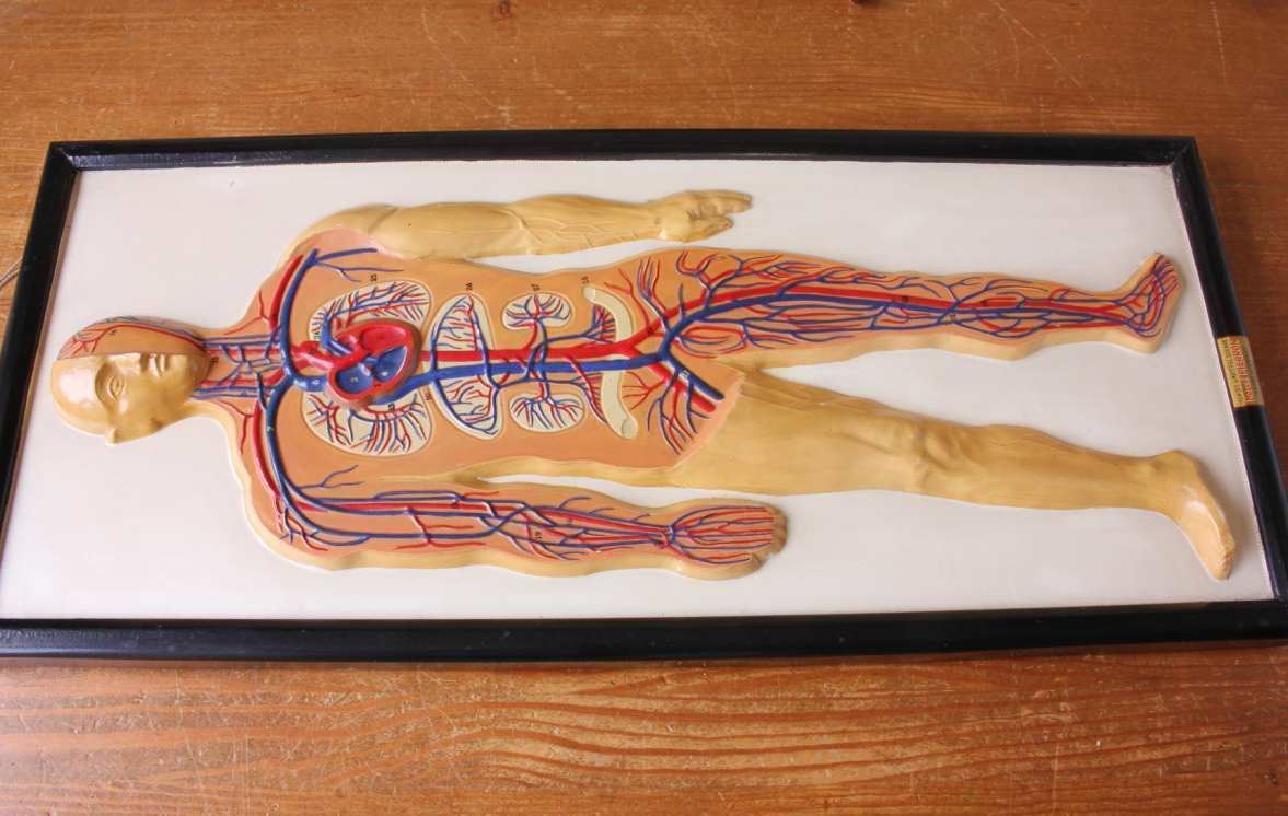 365.0 Plaster Anatomical Human Body Vein 3d Model. French Marcel Pierron C1950. photo