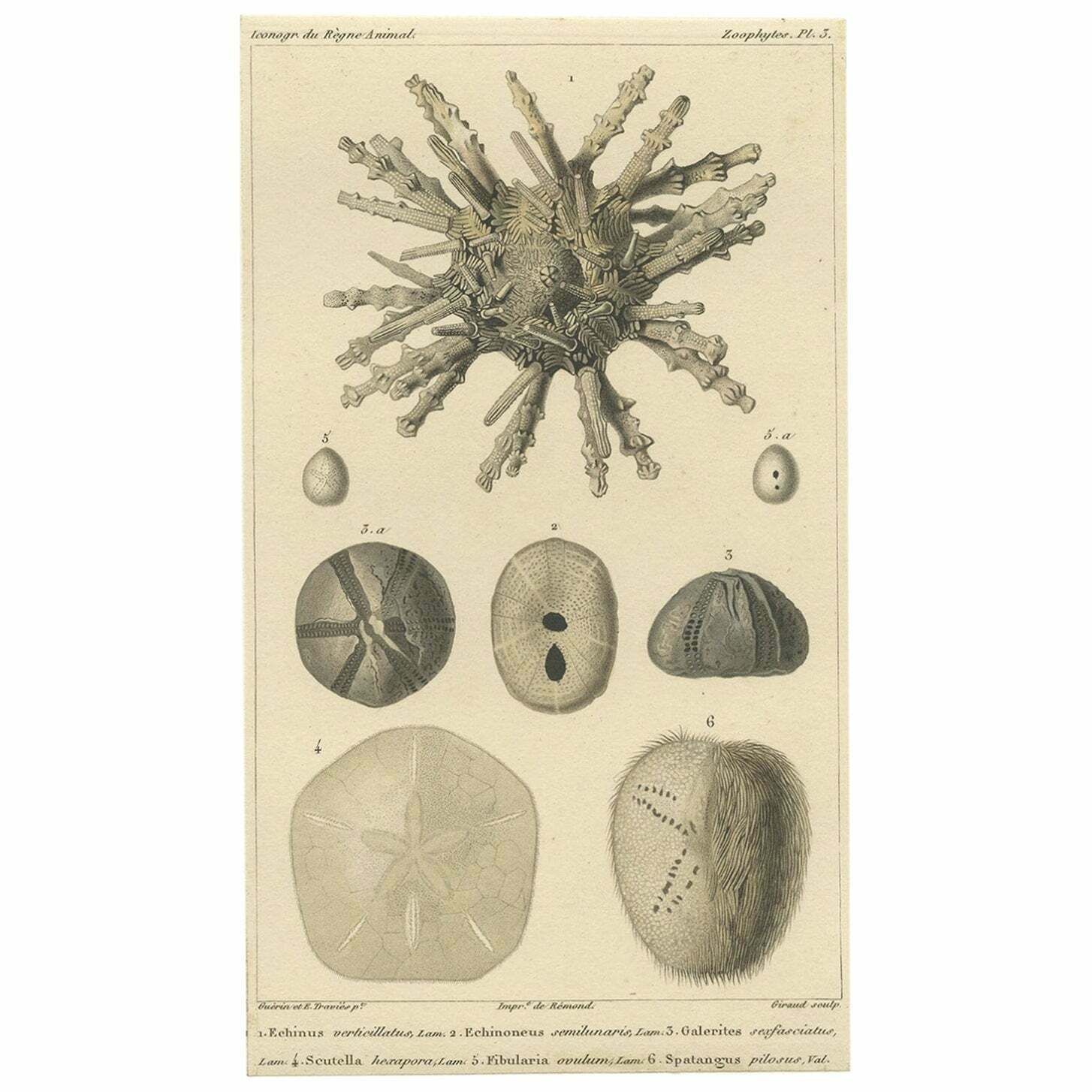 Old Print Of The Sand Dollar And Other Sea Urchins, C.1829