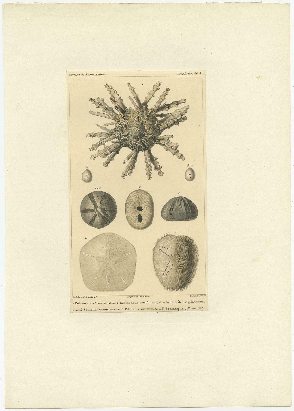 Old Print Of The Sand Dollar And Other Sea Urchins, C.1829 photo furniture