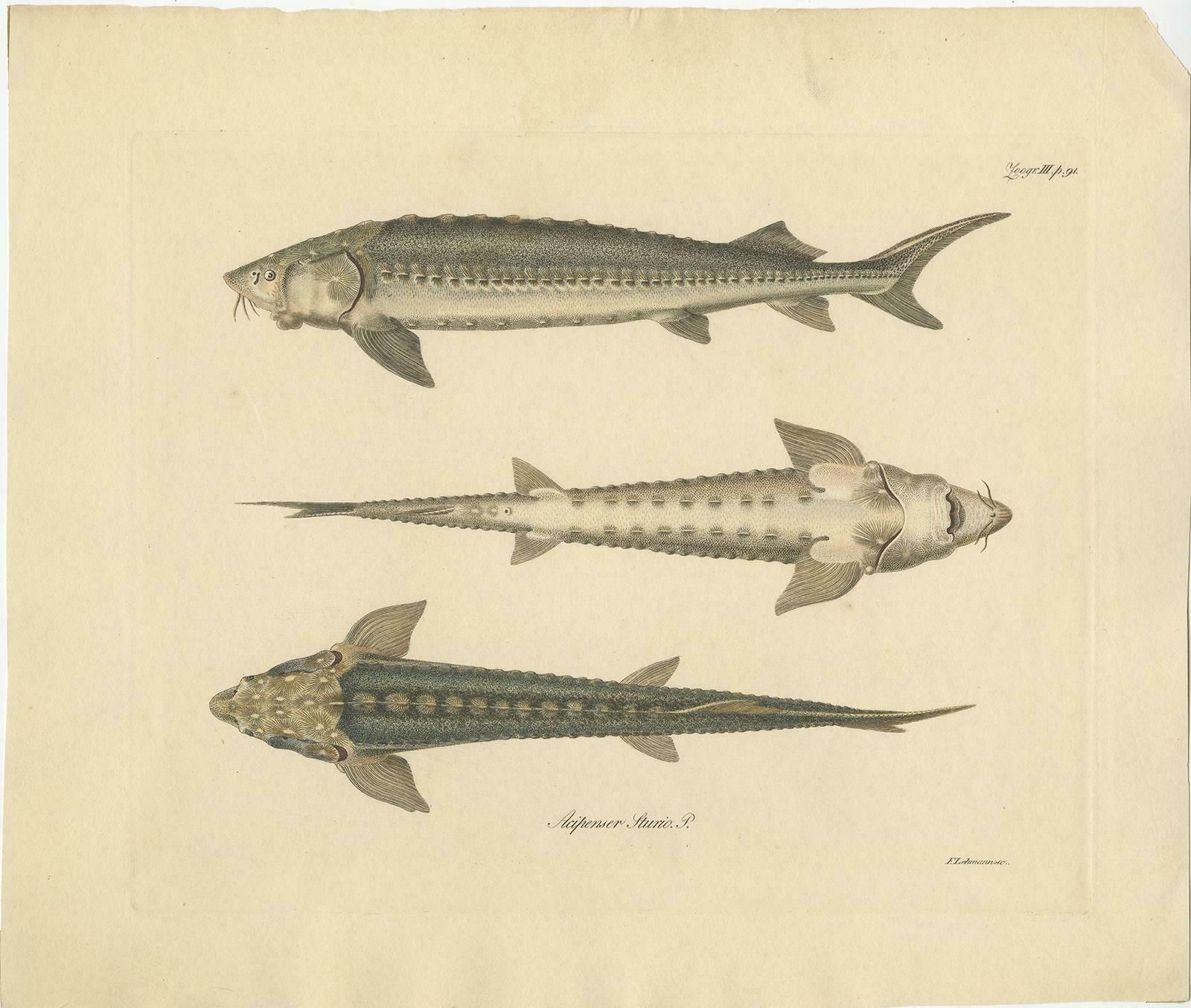 Print Of The European Sea Sturgeon Or The Atlantic Or Common Sturgeon, Ca.1860 photo furniture