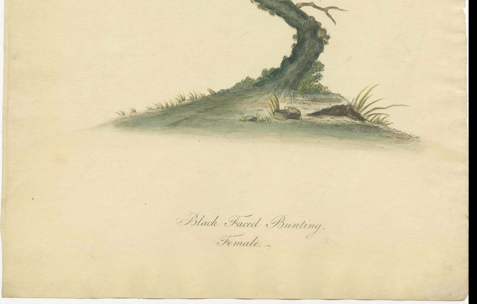 Old Original Engraving Of The Female The Black Faced Bunting, 1794 photo Art