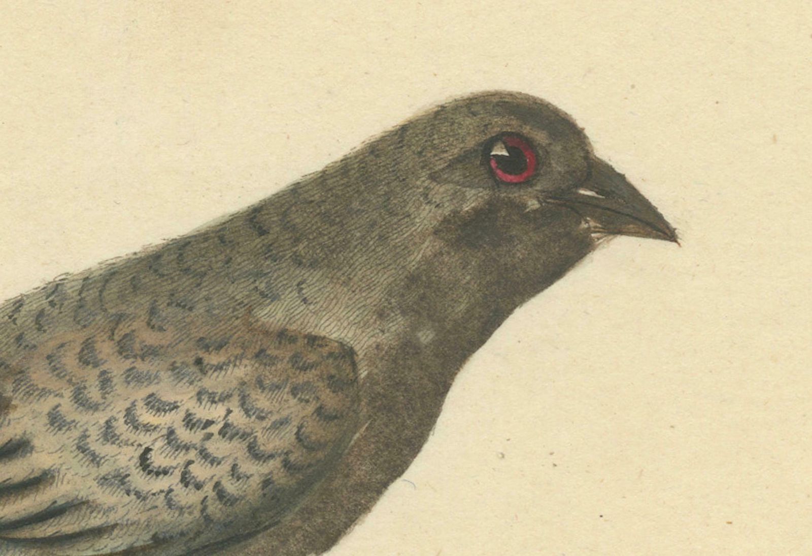 Old Original Engraving Of The Female The Black Faced Bunting, 1794 photo vinterior