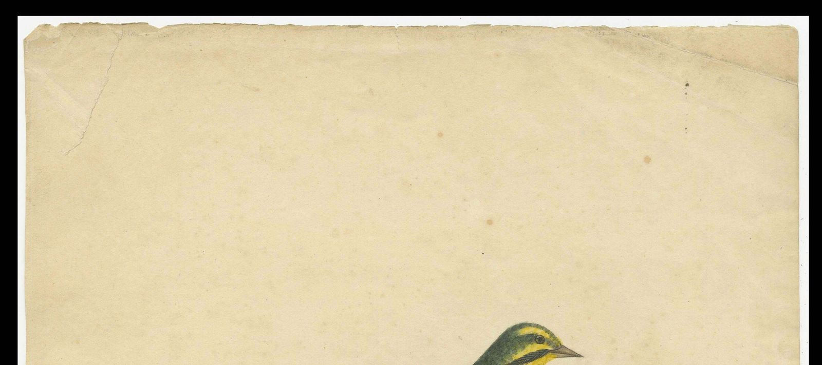 Late 18th Century Hand Colored Copperplate Engraving Of The Yellow Finch, 1794 photo for sale