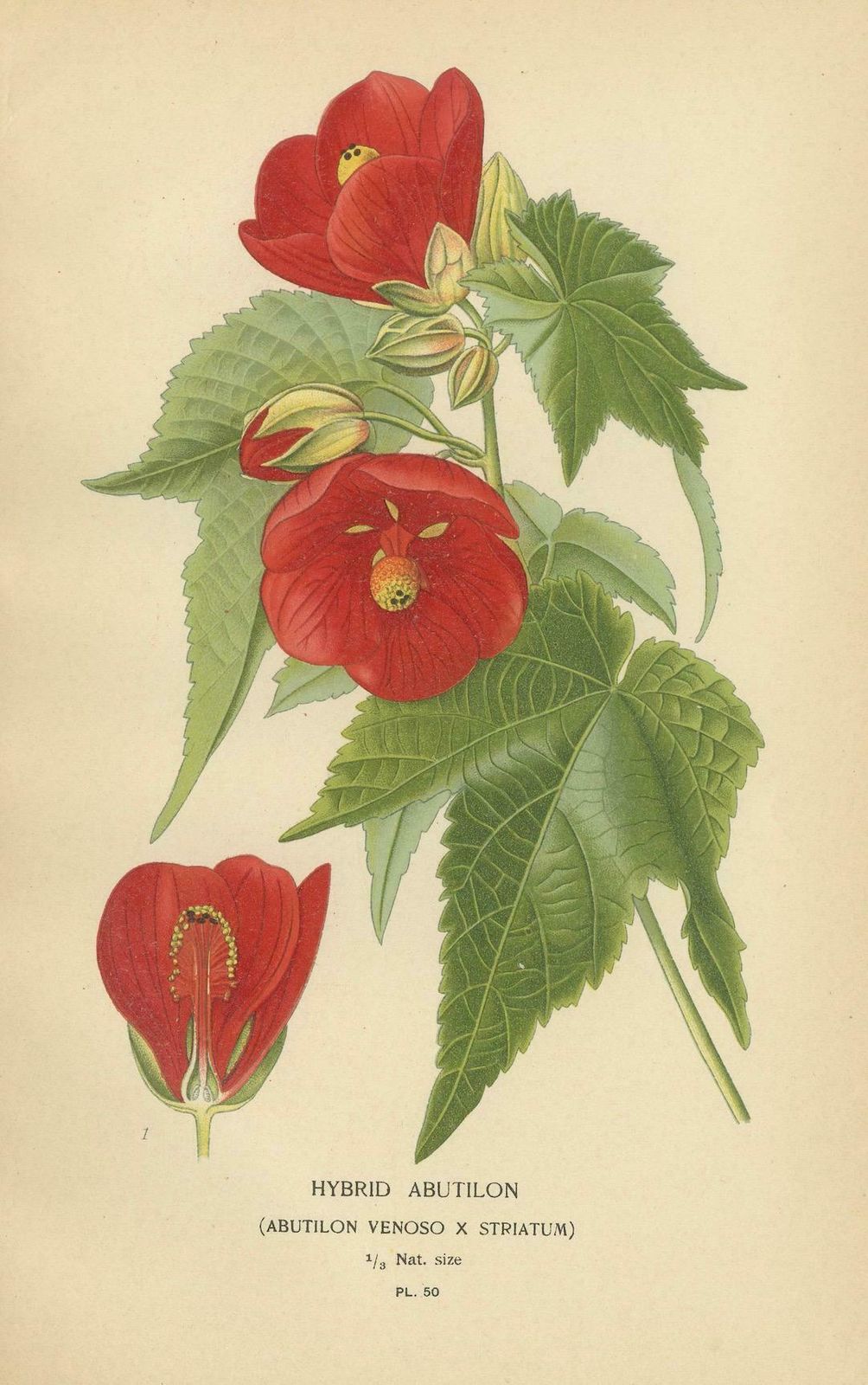 Floral Masterpieces: A Collection Of 19th Century Horticultural Art, 1896 photo furniture