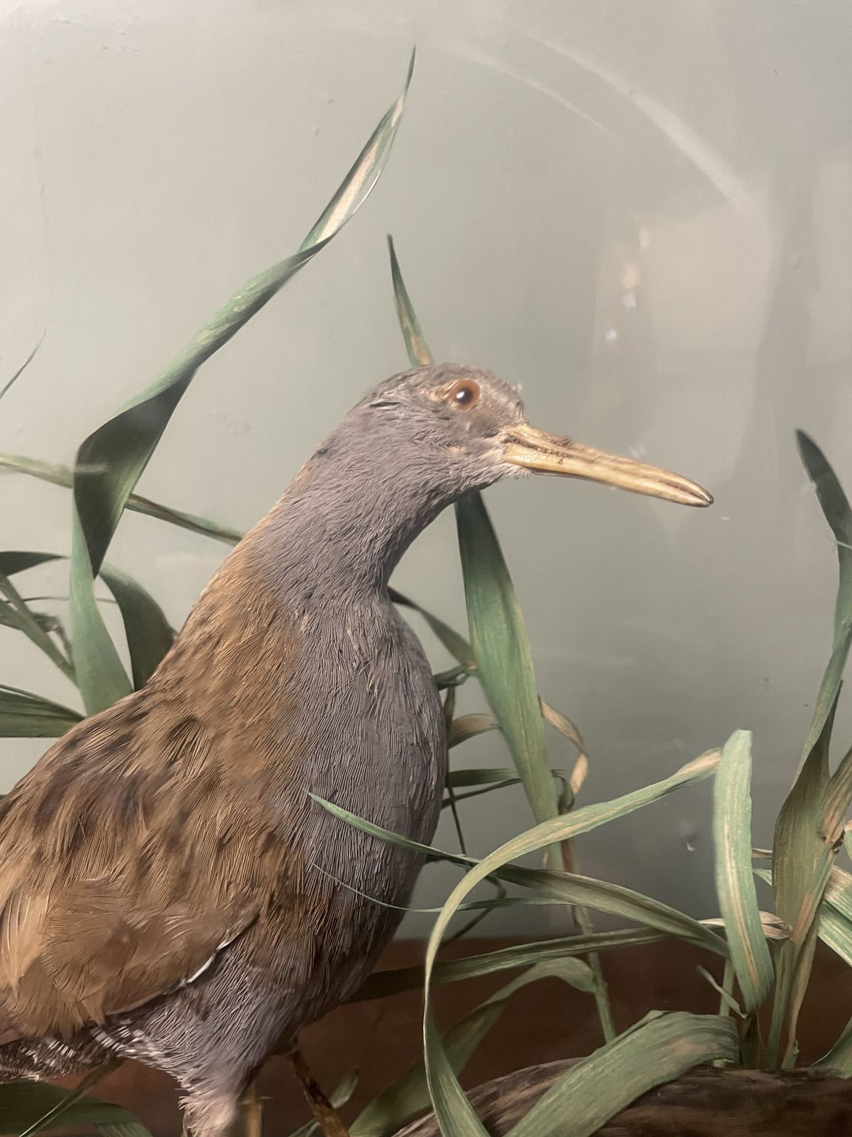 Victorian Taxidermy , Pair Of Water Rails In Original Glass Dome photo for sale