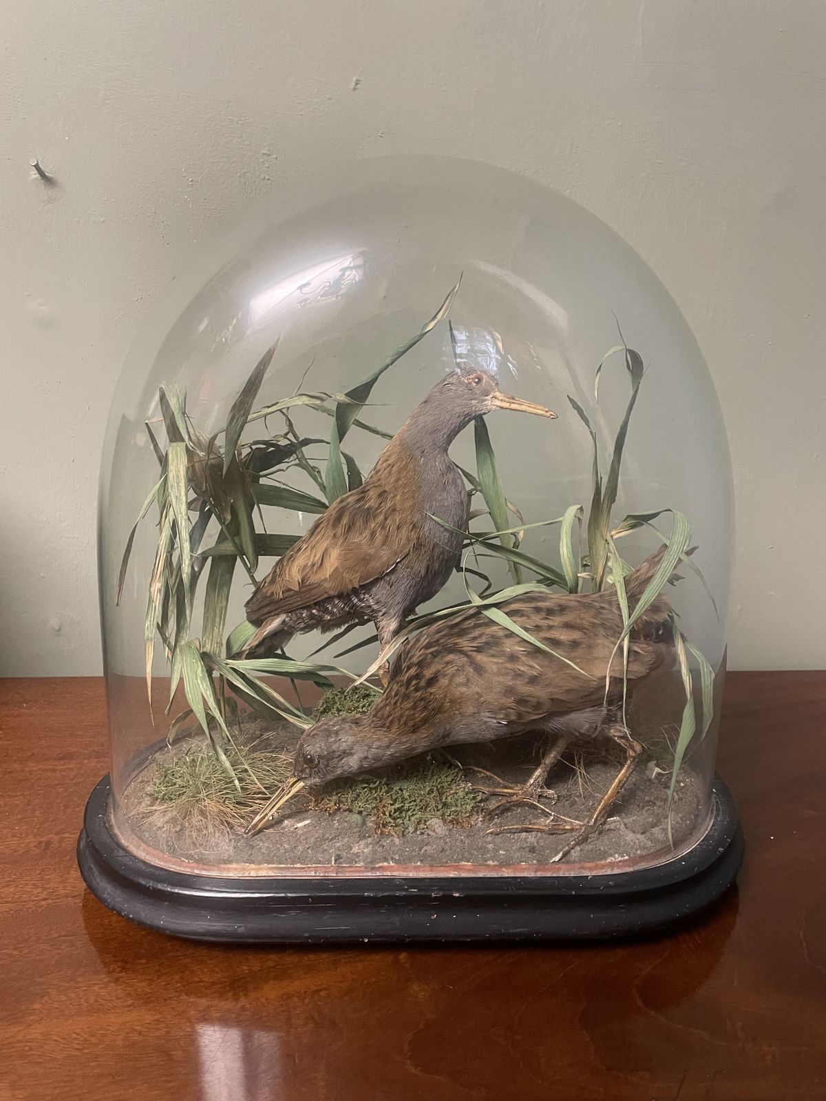 Victorian Taxidermy , Pair Of Water Rails In Original Glass Dome
