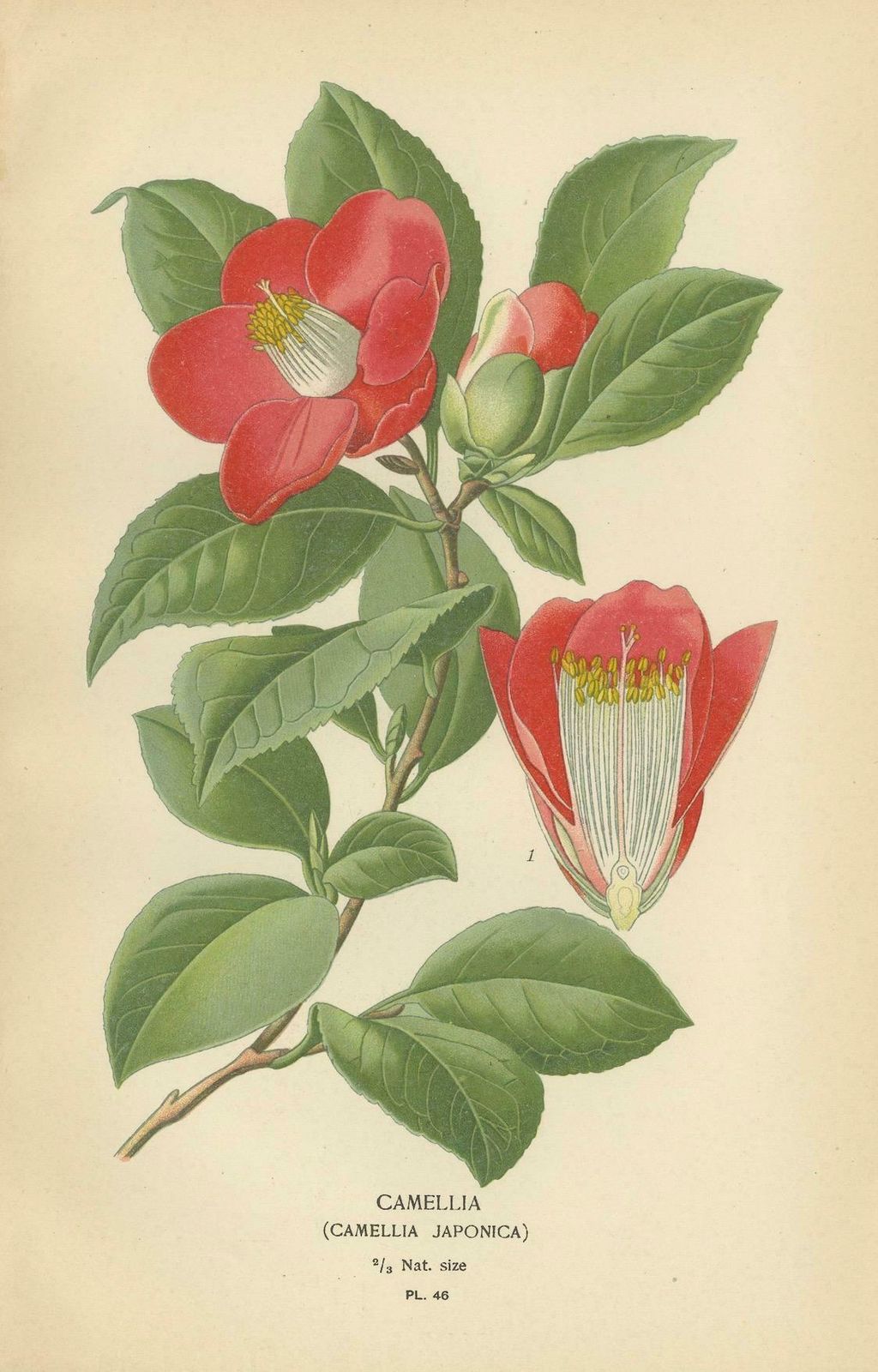 Botanical Elegance: A Triptych Of 19th Century Floral Art, 1896 photo for sale