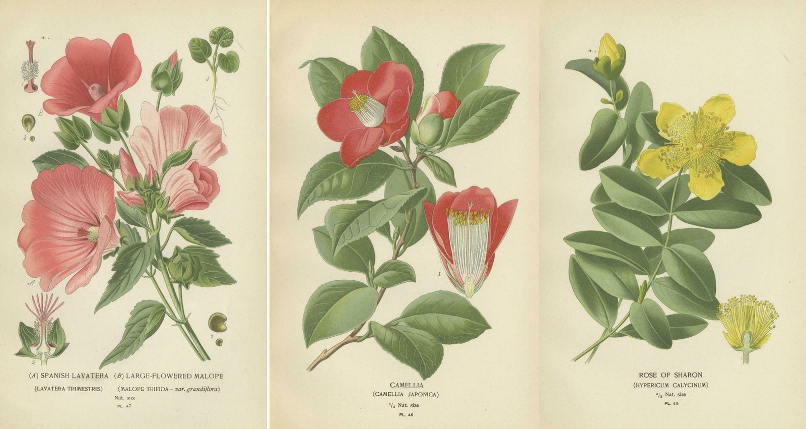 Botanical Elegance: A Triptych Of 19th Century Floral Art, 1896 photo 372.0