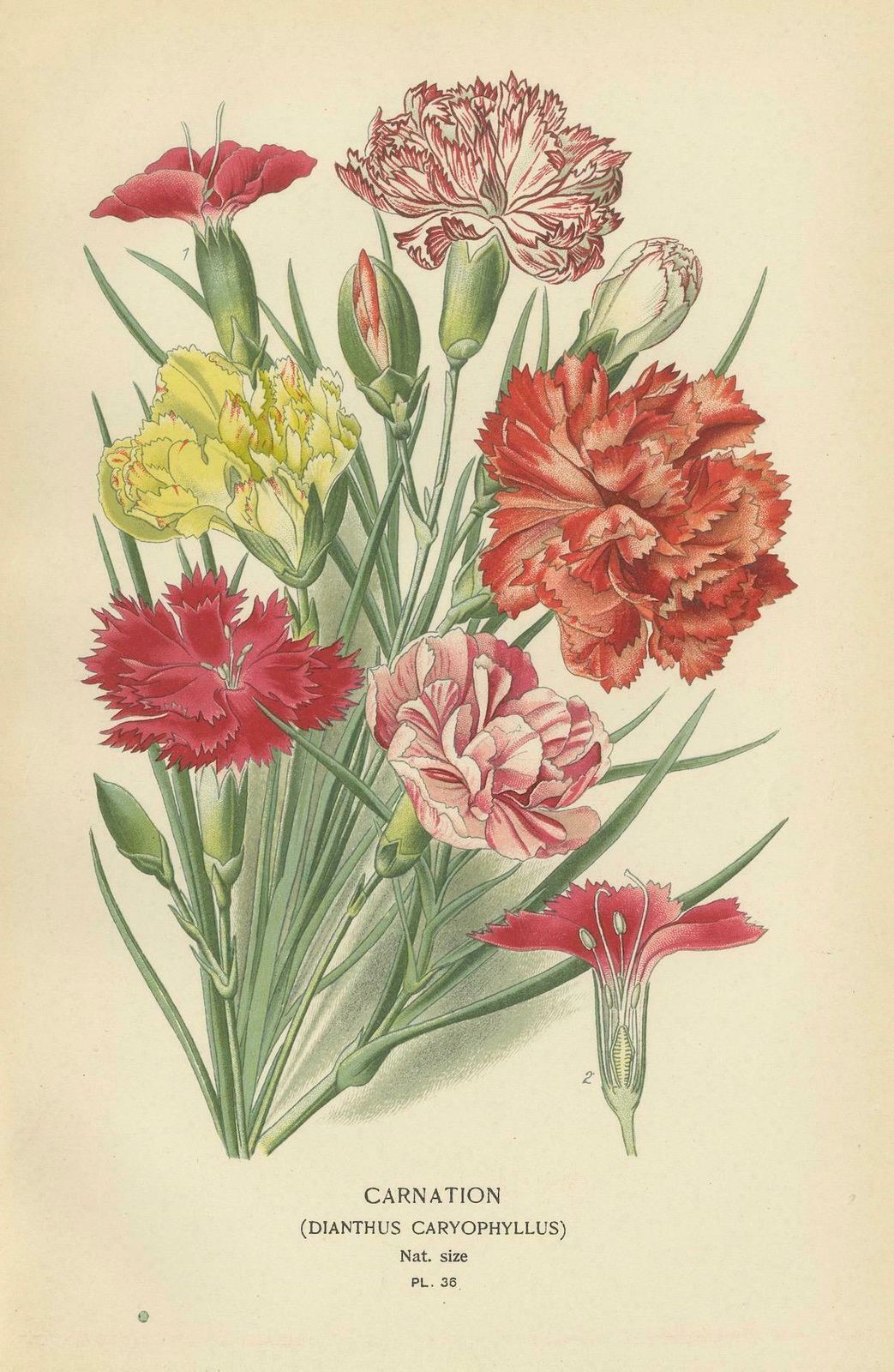 Edwardian Blossoms: A Triptych Of Garden Elegance, 1896 photo Art