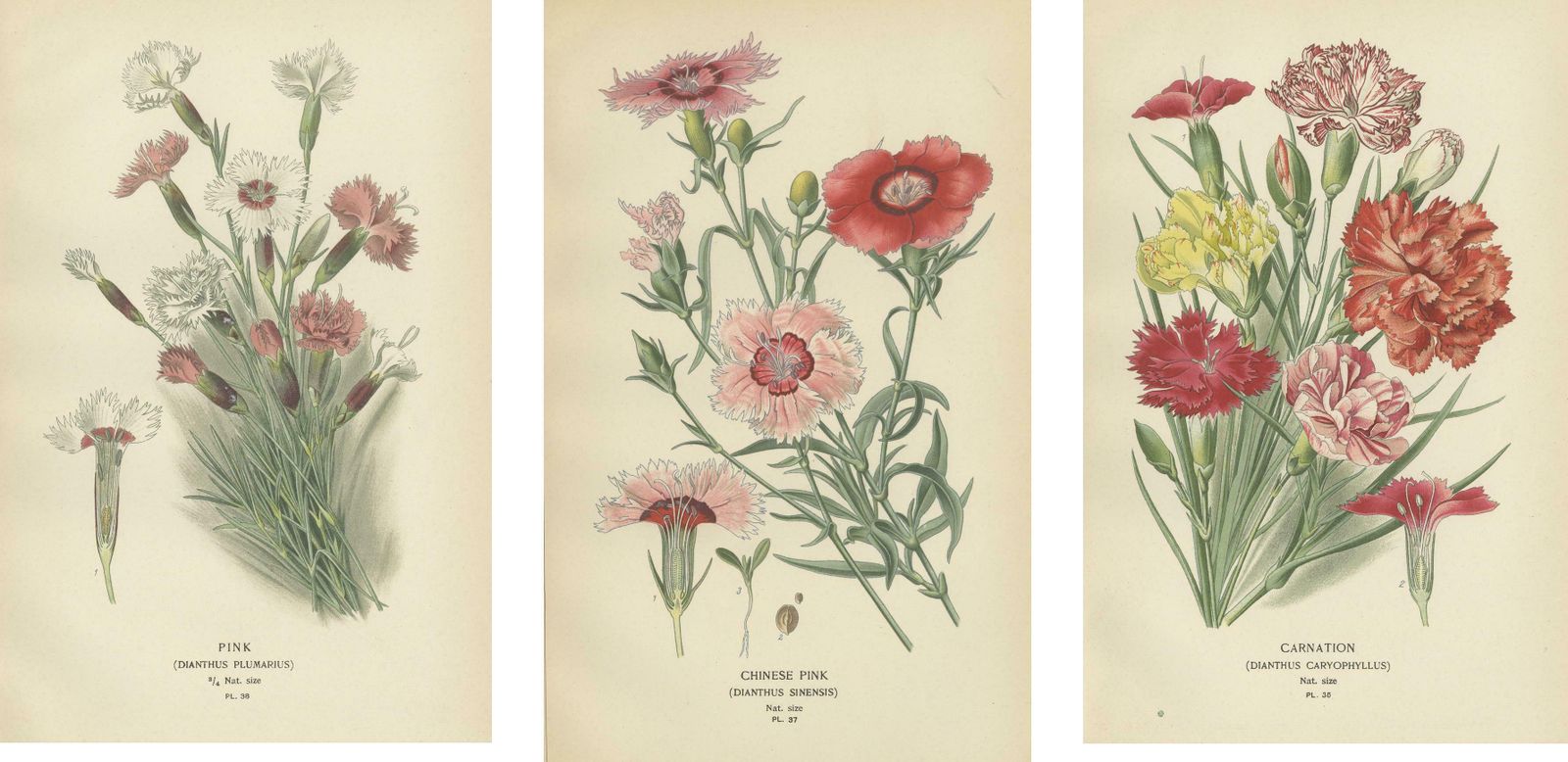Edwardian Blossoms: A Triptych Of Garden Elegance, 1896 photo 372.0