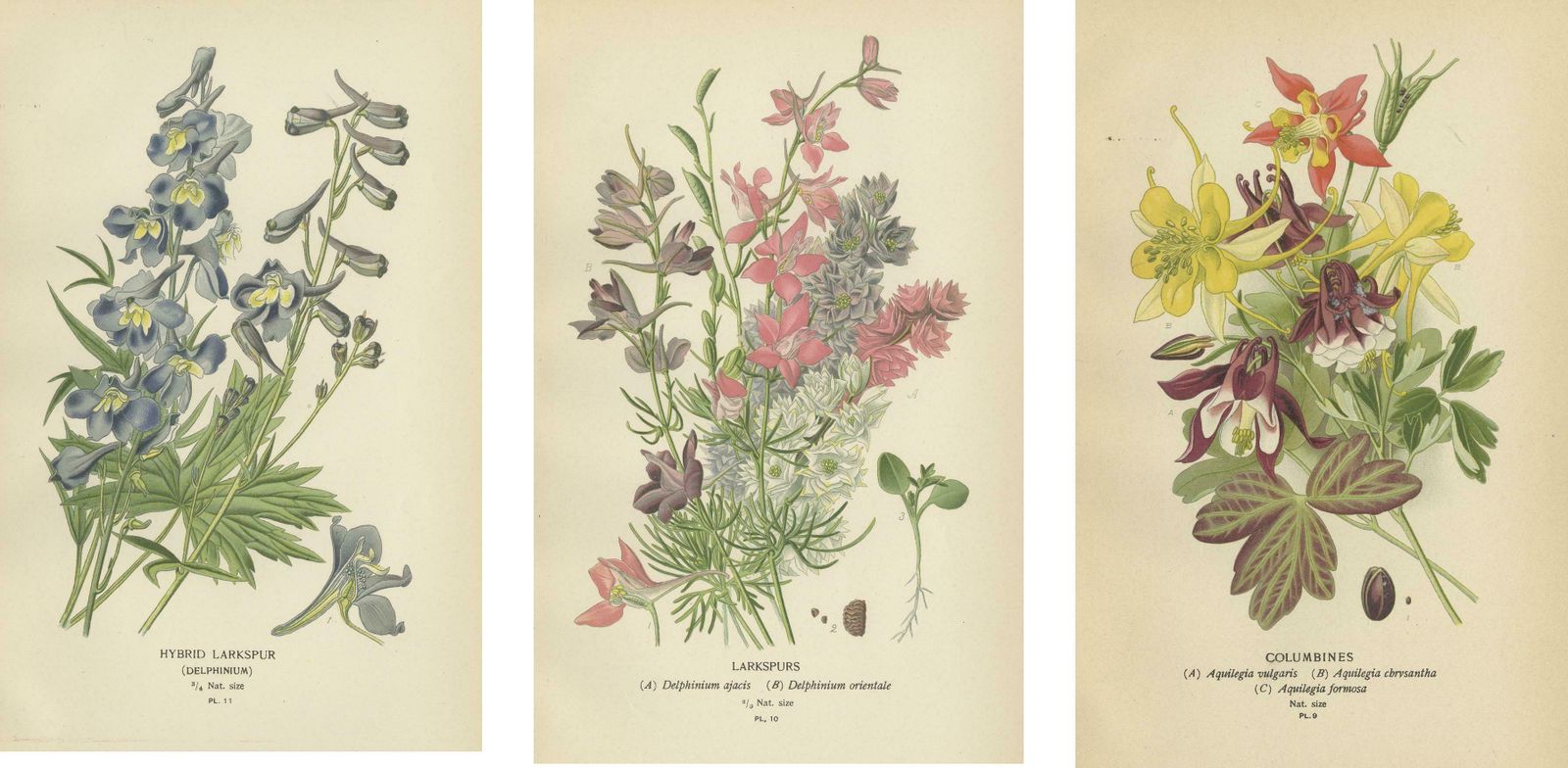 Botanical Elegance: A Triptych Of Garden And Greenhouse Splendors, 1896 photo 372.0