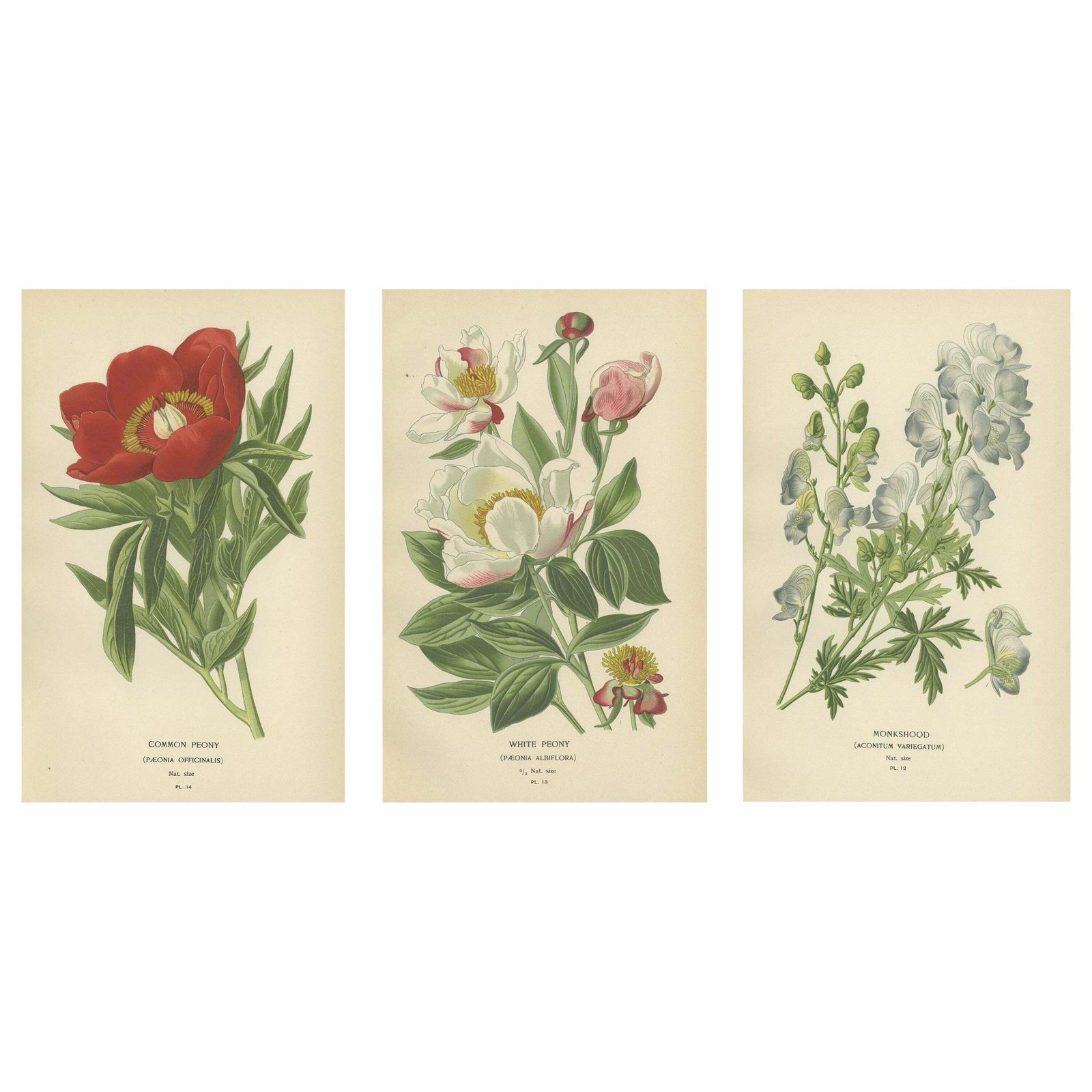 Victorian Botanical Majesty: Original Lithographs Of Peonies And Monkshood, 1896
