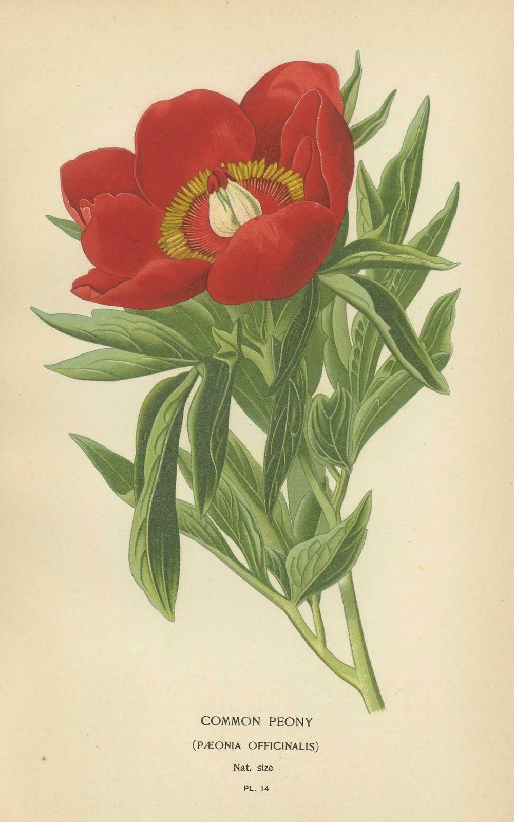 Victorian Botanical Majesty: Original Lithographs Of Peonies And Monkshood, 1896 photo furniture