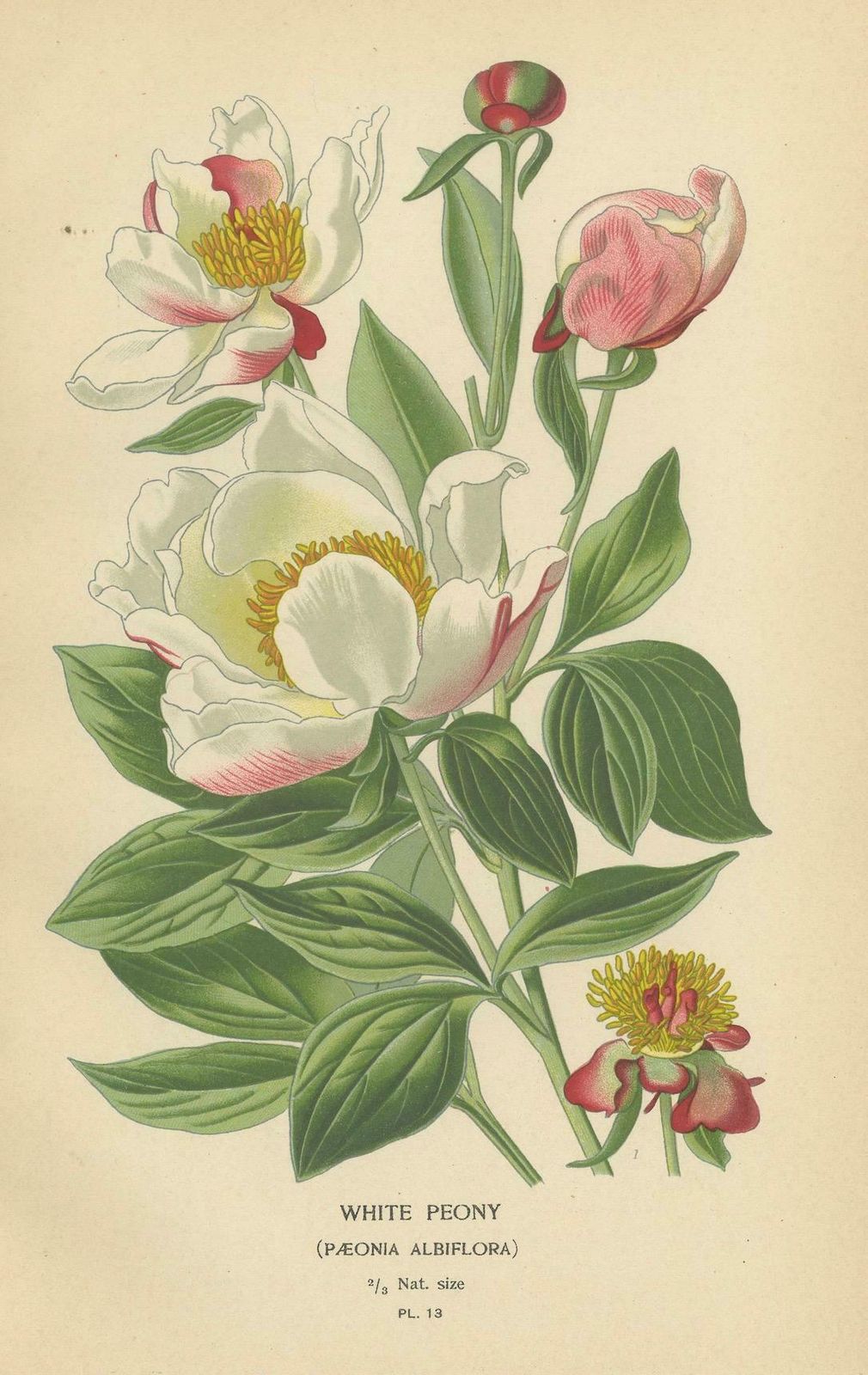Victorian Botanical Majesty: Original Lithographs Of Peonies And Monkshood, 1896 photo for sale