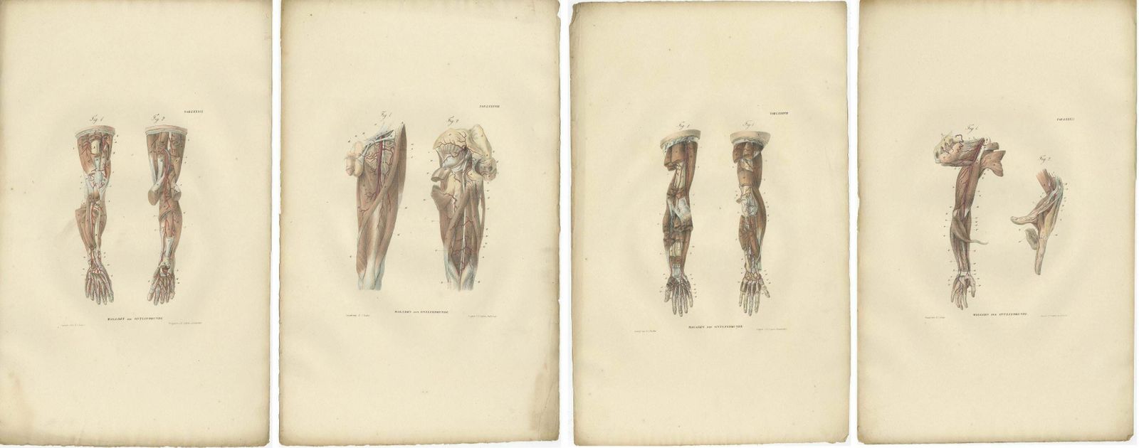 Set Of 14 Antique Anatomy Prints Of Angiology '1839' photo furniture